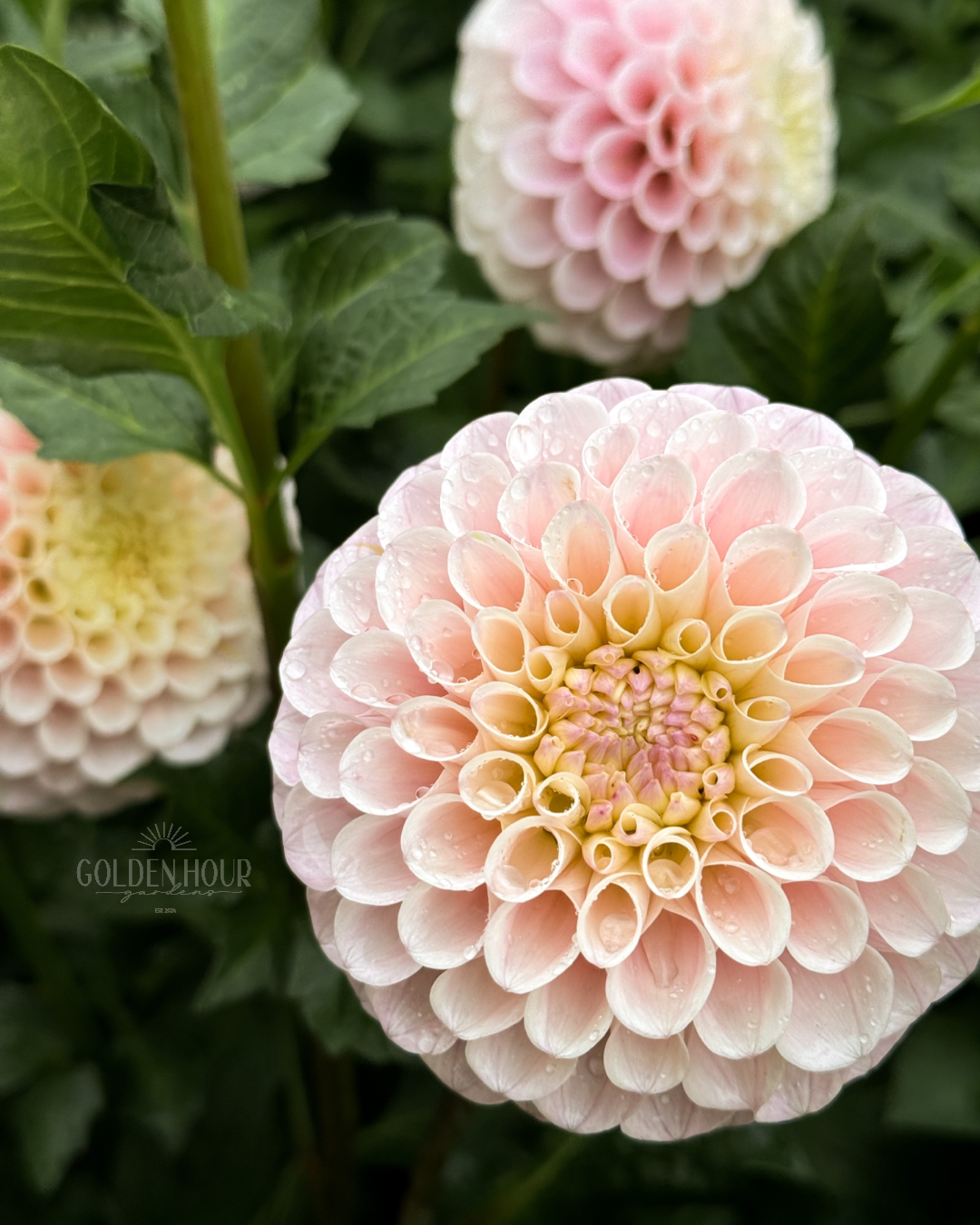 20th Ave Memory Dahlia Tubers, 20th Ave Memory Dahlia Bulbs, 20th Ave Memory Dahlia Flowers, 20th Ave Memory Dahlia Blooms