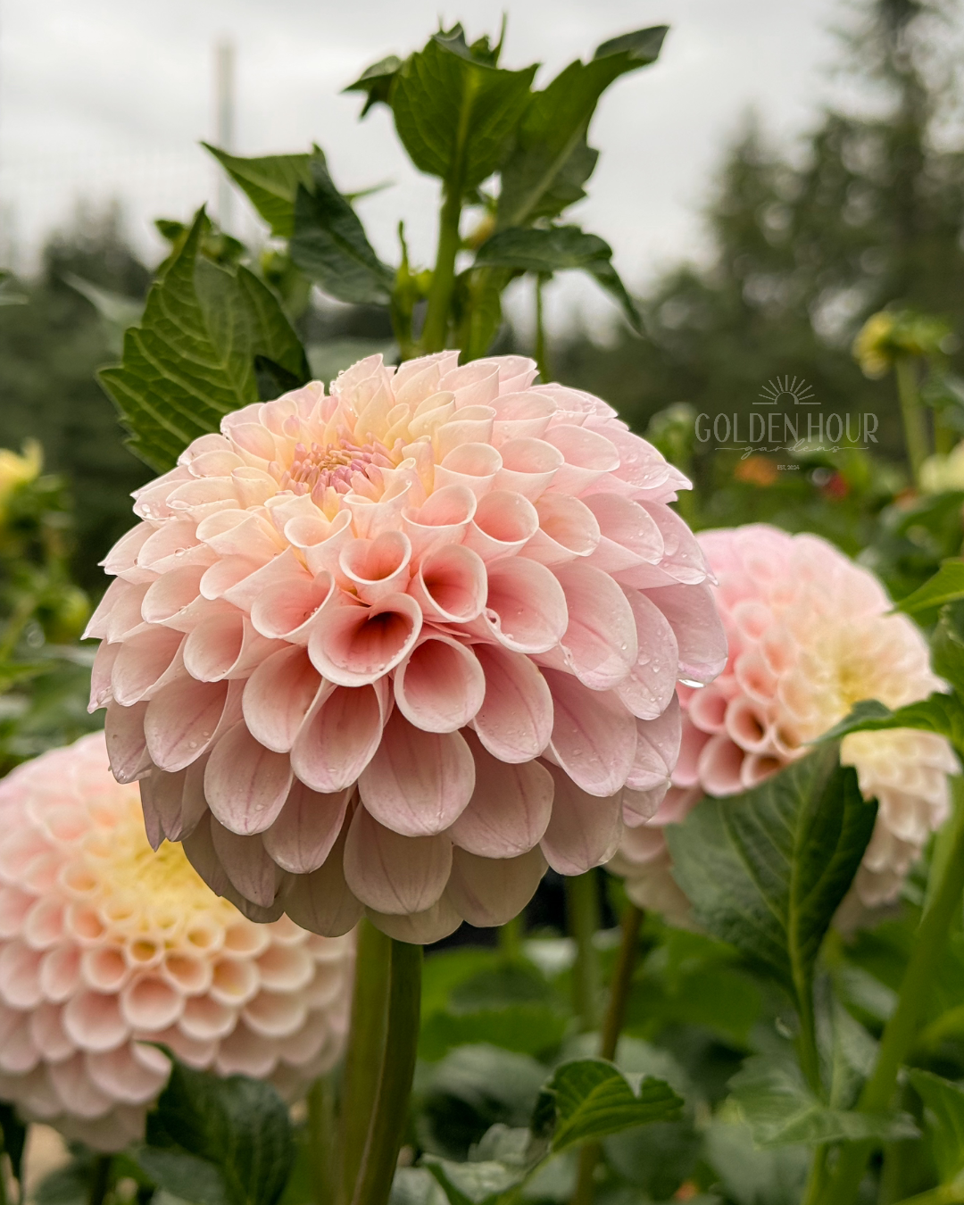 20th Ave Memory Dahlia Tubers, 20th Ave Memory Dahlia Bulbs, 20th Ave Memory Dahlia Flowers, 20th Ave Memory Dahlia Blooms