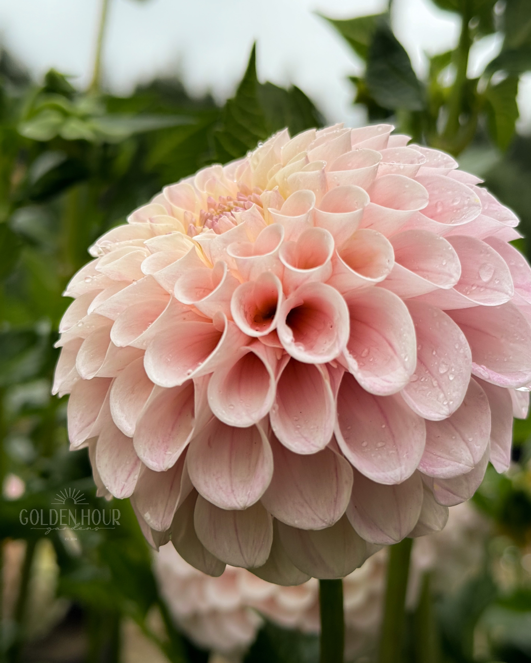 20th Ave Memory Dahlia Tubers, 20th Ave Memory Dahlia Bulbs, 20th Ave Memory Dahlia Flowers, 20th Ave Memory Dahlia Blooms