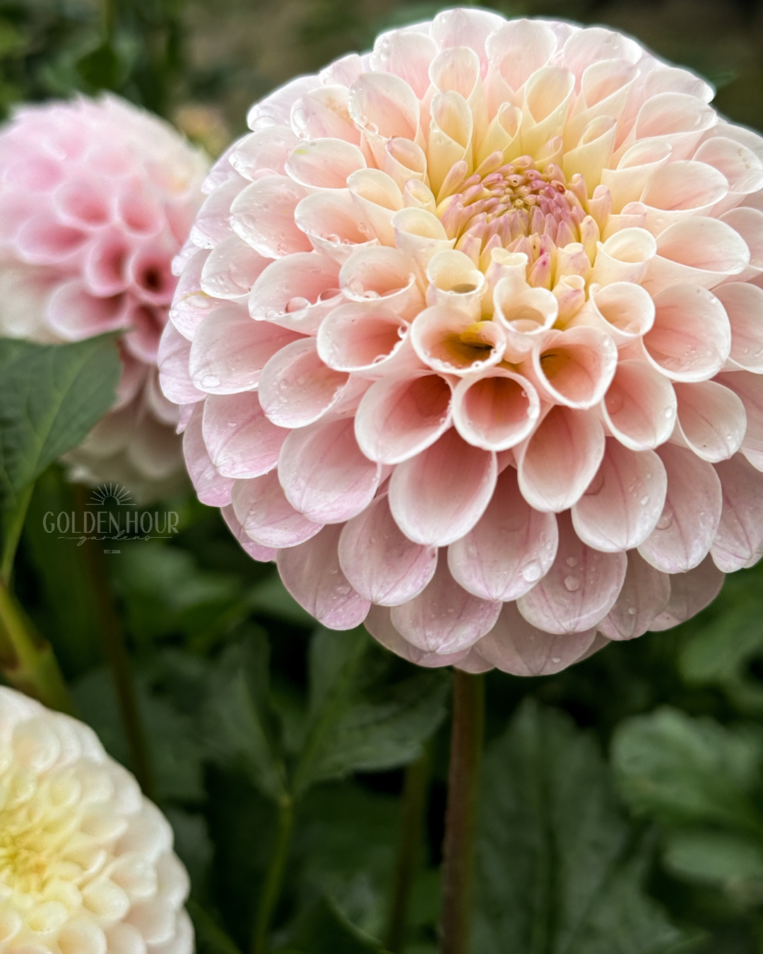 20th Ave Memory Dahlia Tubers, 20th Ave Memory Dahlia Bulbs, 20th Ave Memory Dahlia Flowers, 20th Ave Memory Dahlia Blooms