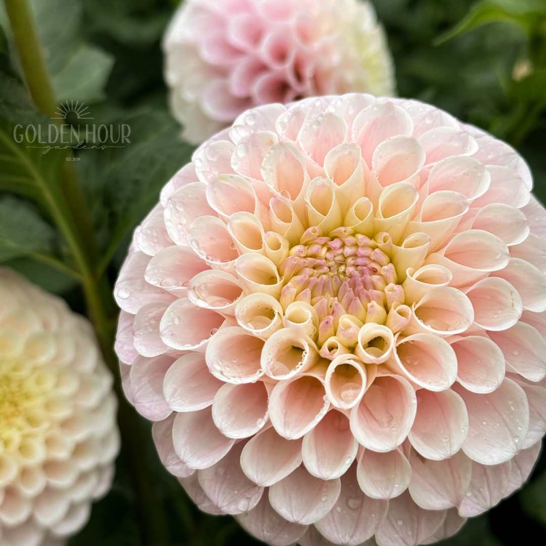 20th Ave Memory Dahlia Tubers, 20th Ave Memory Dahlia Bulbs, 20th Ave Memory Dahlia Flowers, 20th Ave Memory Dahlia Blooms