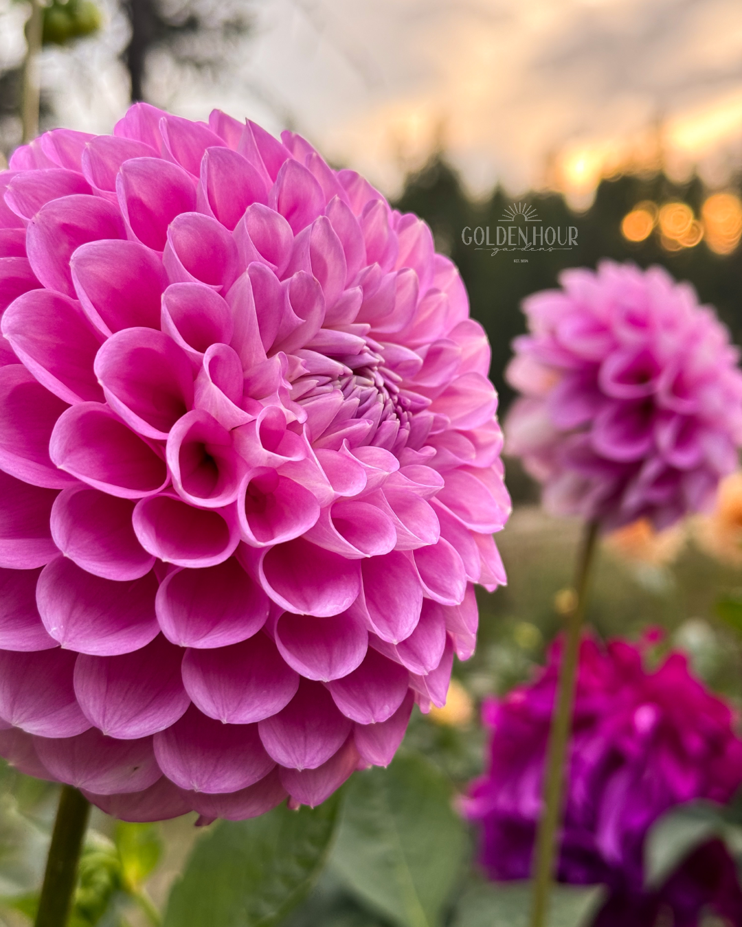 20th Ave Old Major Dahlia Tubers, 20th Ave Old Major Dahlia Bulb, 20th Ave Old Major Dahlia Flower, 20th Ave Old Major Dahlia Sale