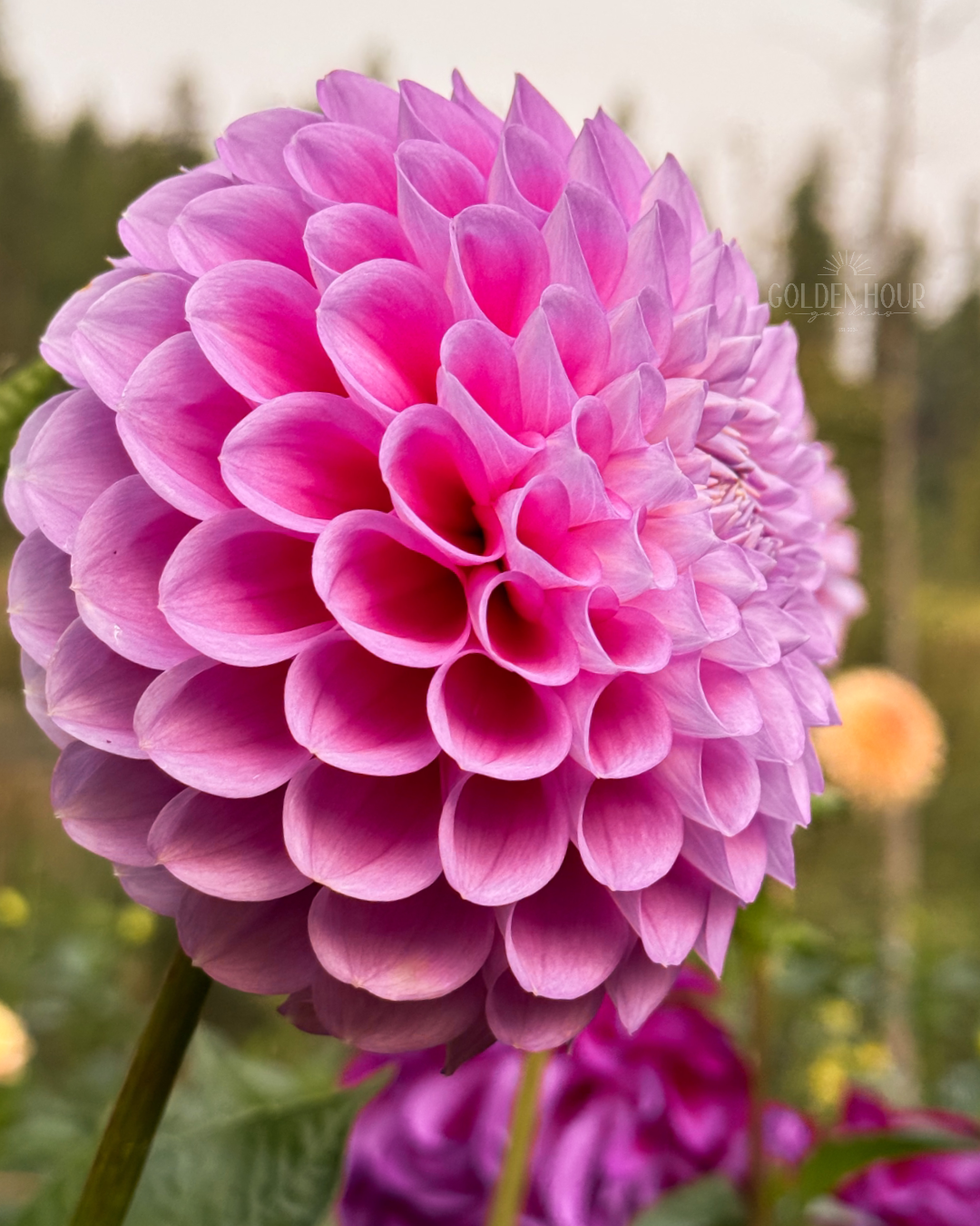 20th Ave Old Major Dahlia Tubers, 20th Ave Old Major Dahlia Bulb, 20th Ave Old Major Dahlia Flower, 20th Ave Old Major Dahlia Sale