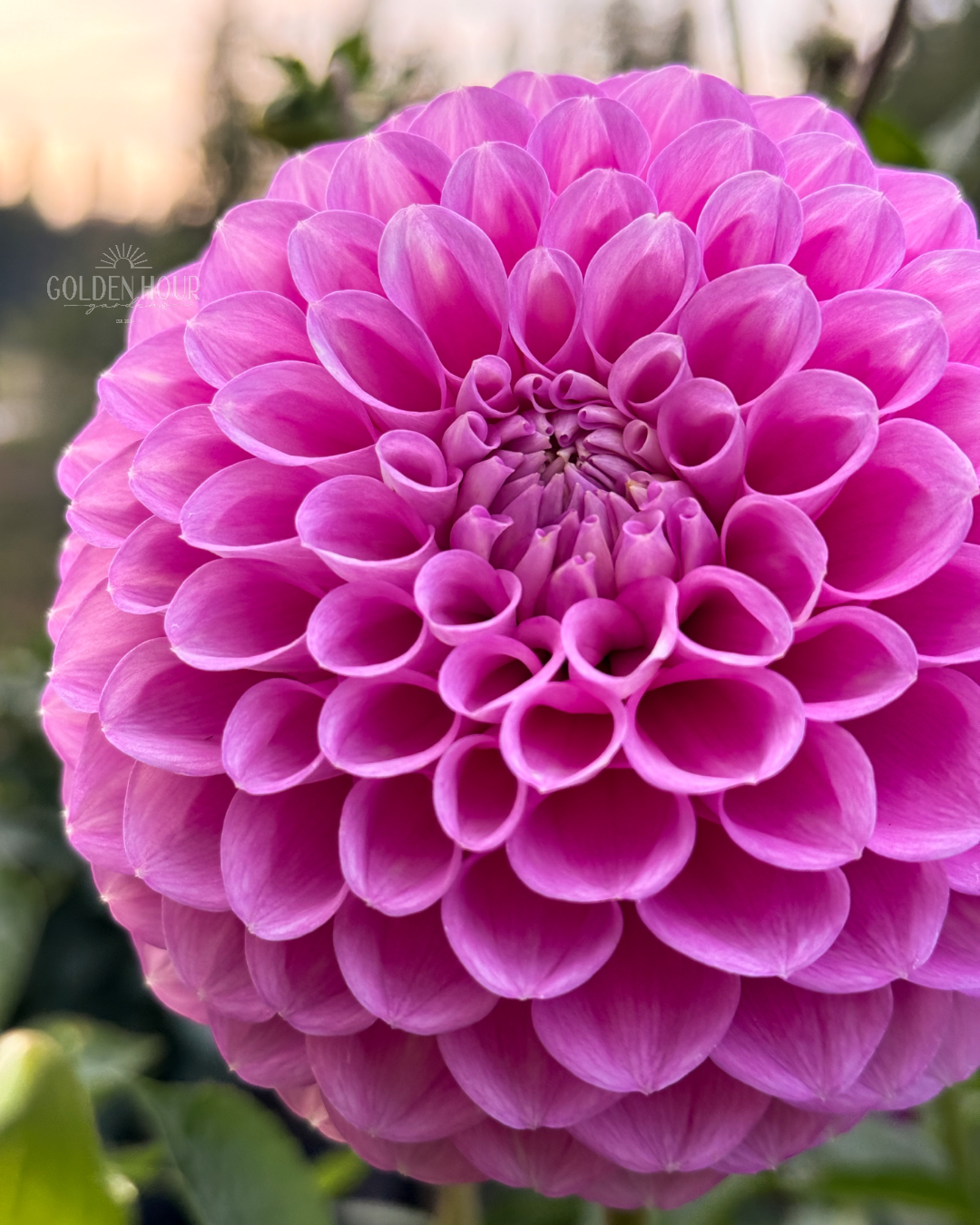 20th Ave Old Major Dahlia Tubers, 20th Ave Old Major Dahlia Bulb, 20th Ave Old Major Dahlia Flower, 20th Ave Old Major Dahlia Sale