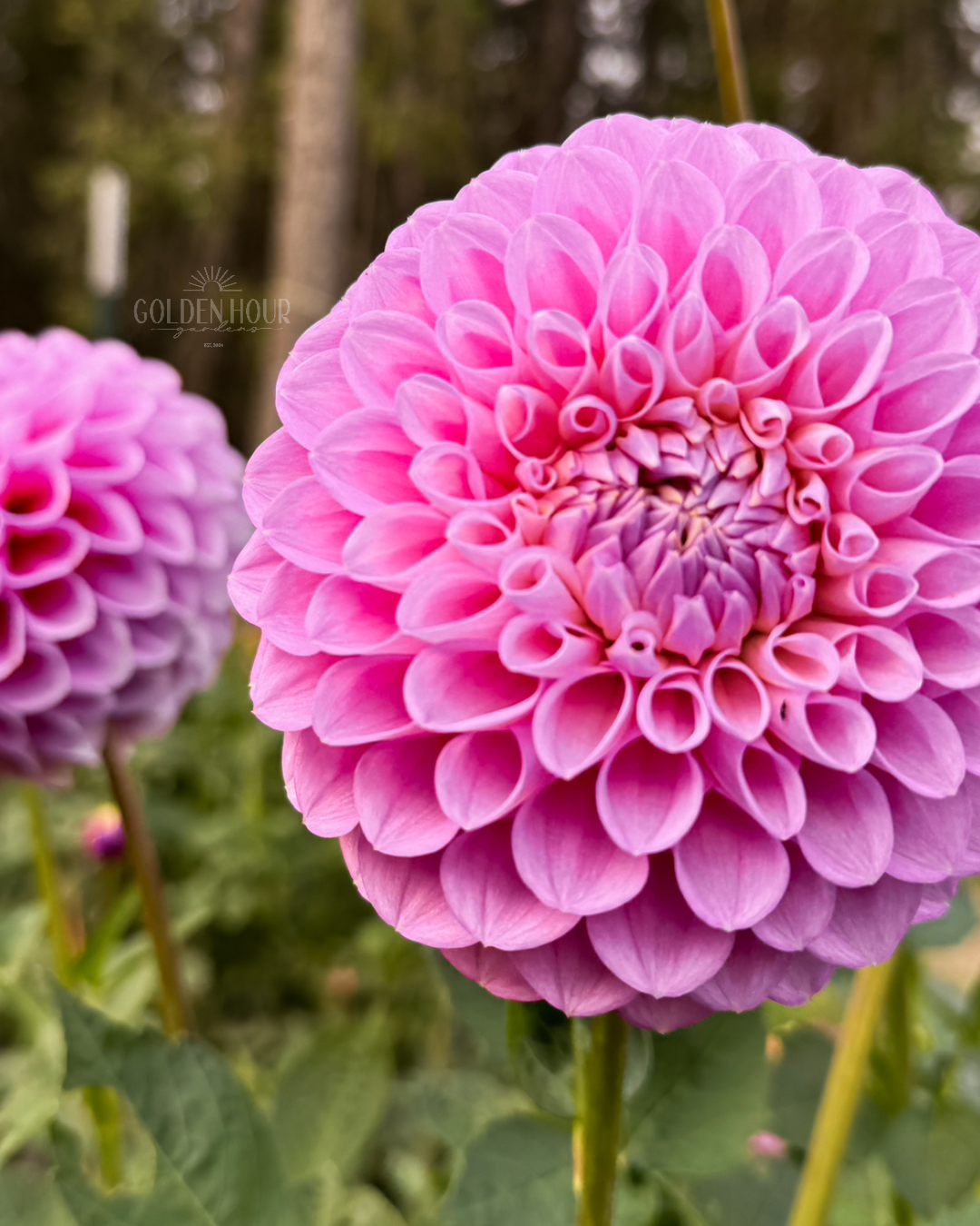 20th Ave Old Major Dahlia Tubers, 20th Ave Old Major Dahlia Bulb, 20th Ave Old Major Dahlia Flower, 20th Ave Old Major Dahlia Sale