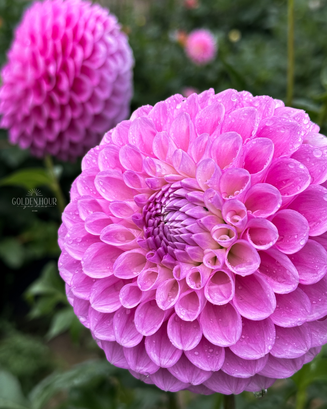 20th Ave Old Major Dahlia Tubers, 20th Ave Old Major Dahlia Bulb, 20th Ave Old Major Dahlia Flower, 20th Ave Old Major Dahlia Sale