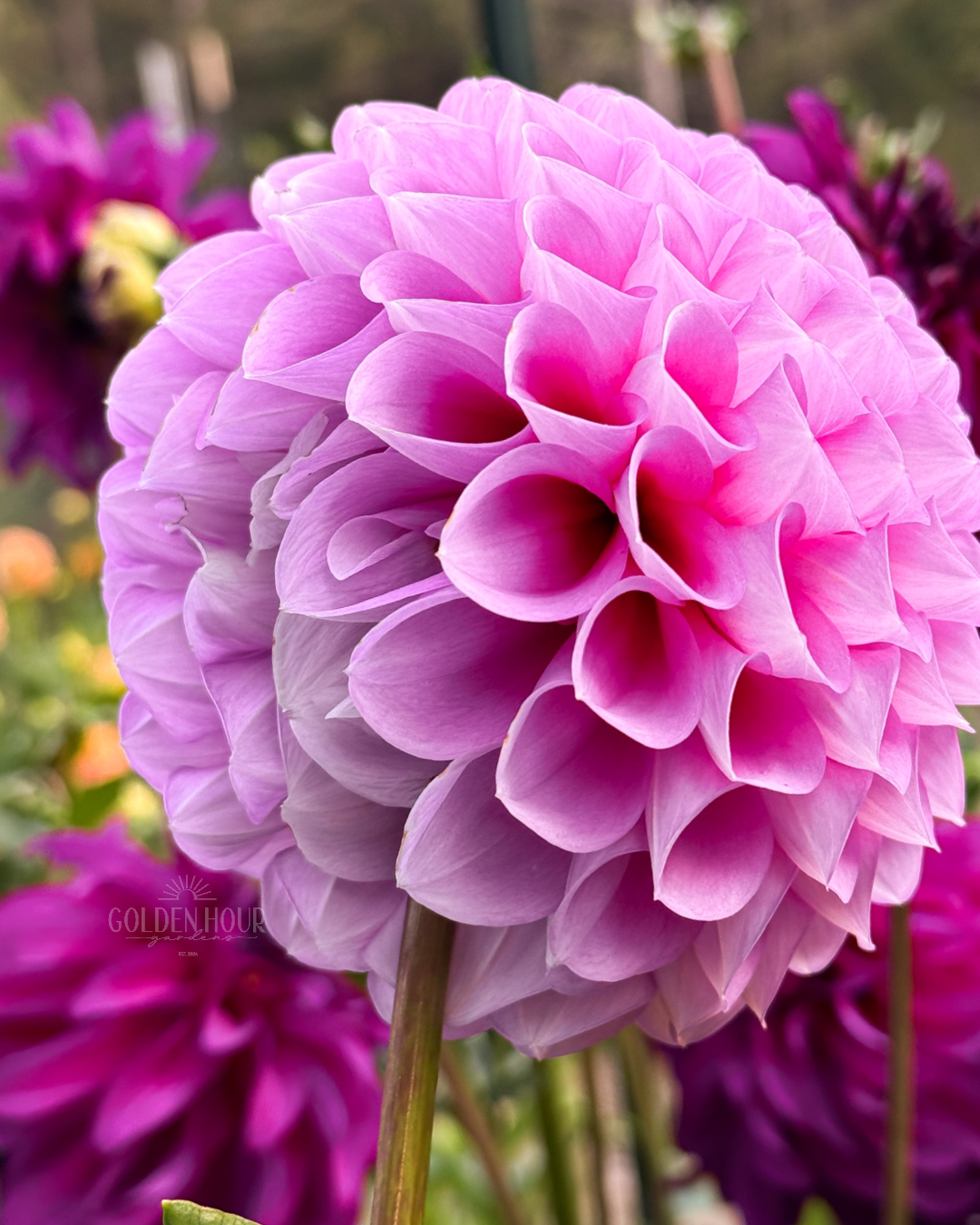 20th Ave Old Major Dahlia Tubers, 20th Ave Old Major Dahlia Bulb, 20th Ave Old Major Dahlia Flower, 20th Ave Old Major Dahlia Sale