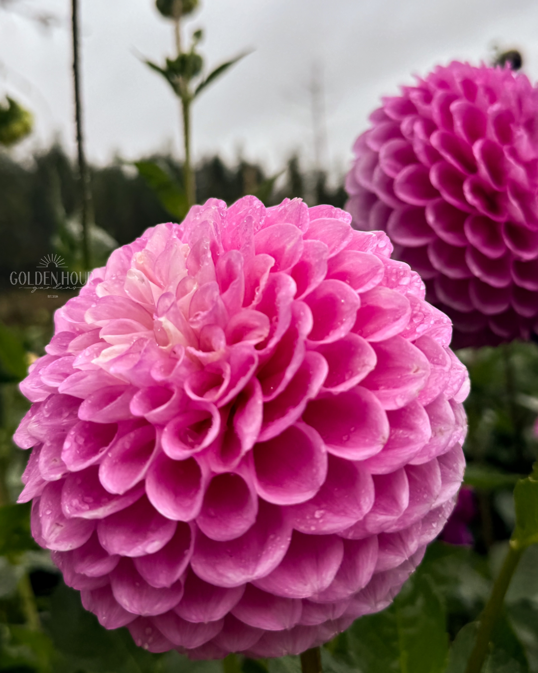 20th Ave Old Major Dahlia Tubers, 20th Ave Old Major Dahlia Bulb, 20th Ave Old Major Dahlia Flower, 20th Ave Old Major Dahlia Sale