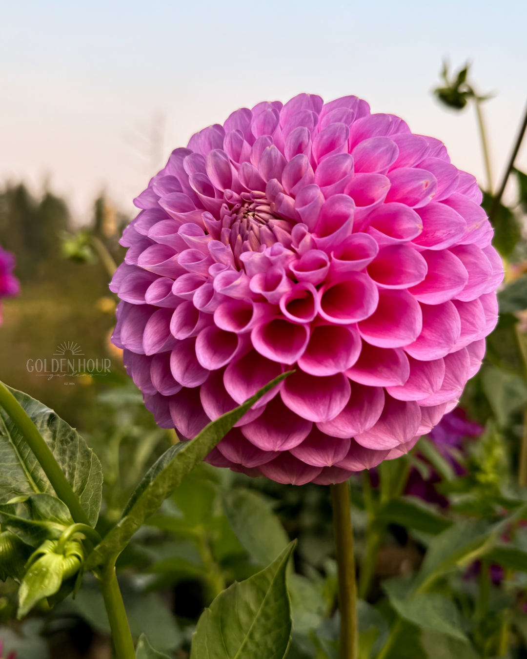 20th Ave Old Major Dahlia Tubers, 20th Ave Old Major Dahlia Bulb, 20th Ave Old Major Dahlia Flower, 20th Ave Old Major Dahlia Sale