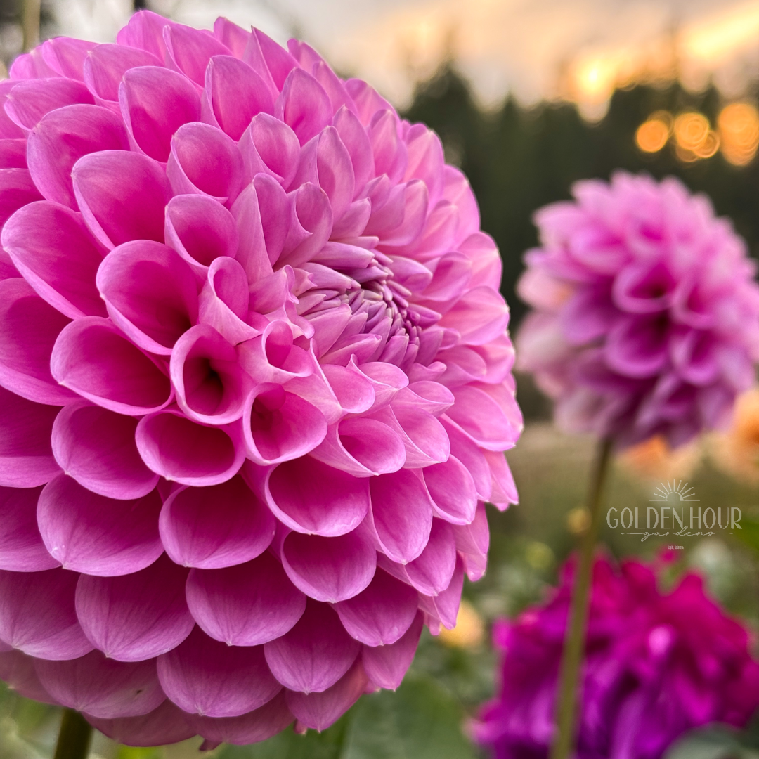 20th Ave Old Major Dahlia Tubers, 20th Ave Old Major Dahlia Bulb, 20th Ave Old Major Dahlia Flower, 20th Ave Old Major Dahlia Sale