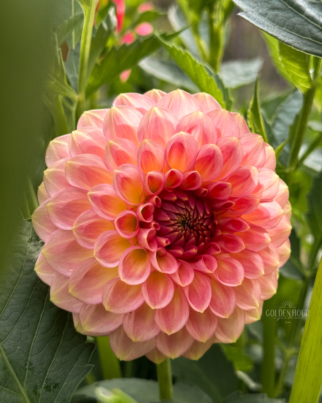 20th Ave Softer Peach Dahlia Tuber, 20th Ave Softer Peach Dahlia Bulb, 20th Ave Softer Peach Dahlia Flower, 20th Ave Softer Peach Dahlia Sale, 20th Ave Softer Peach Dahlia