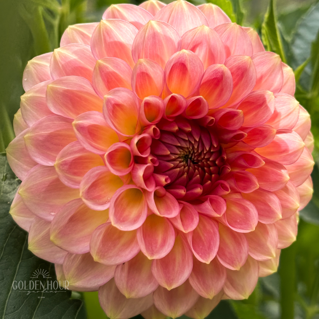 20th Ave Softer Peach Dahlia Tuber, 20th Ave Softer Peach Dahlia Bulb, 20th Ave Softer Peach Dahlia Flower, 20th Ave Softer Peach Dahlia Sale, 20th Ave Softer Peach Dahlia