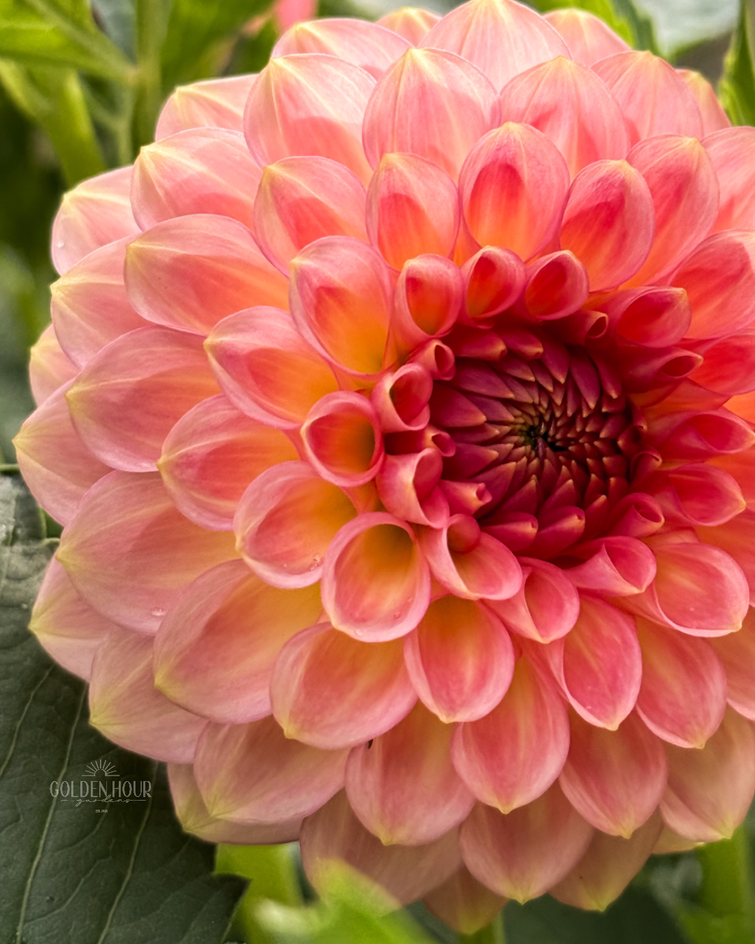 20th Ave Softer Peach Dahlia Tuber, 20th Ave Softer Peach Dahlia Bulb, 20th Ave Softer Peach Dahlia Flower, 20th Ave Softer Peach Dahlia Sale, 20th Ave Softer Peach Dahlia