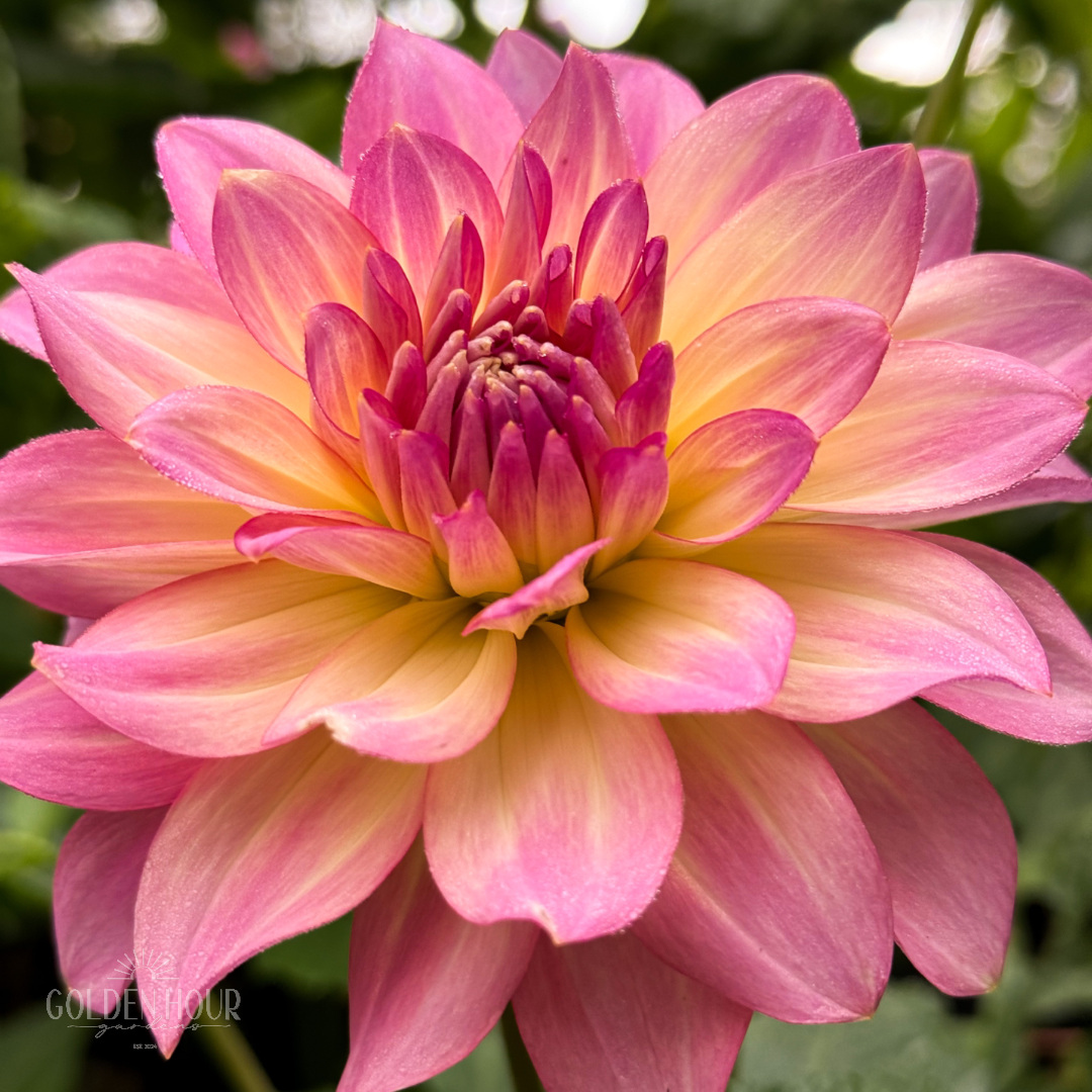 AC Twisp Dahlia Tuber, AC Twisp Dahlia Bulb, AC Twisp Dahlia Flower, AC Twisp Dahlia Sale, AC Twisp Dahlia