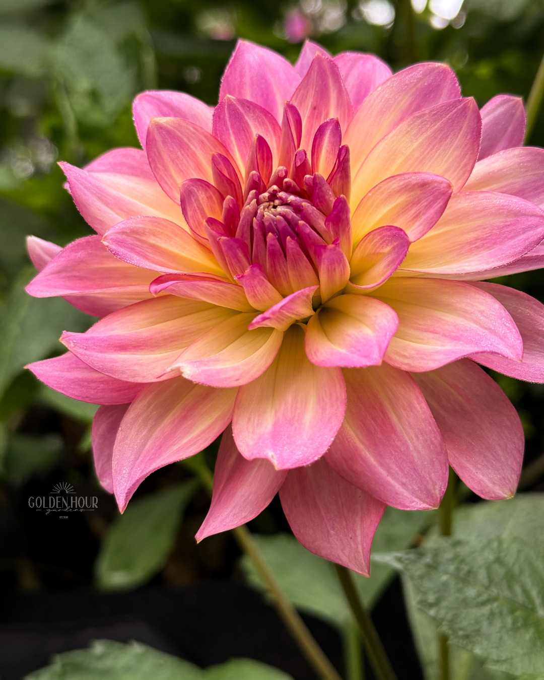 AC Twisp Dahlia Tuber, AC Twisp Dahlia Bulb, AC Twisp Dahlia Flower, AC Twisp Dahlia Sale, AC Twisp Dahlia