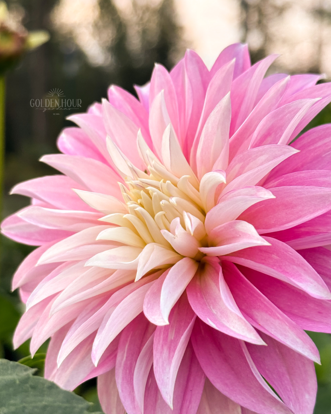 Alloway Candy Dahlia Tuber, Alloway Candy Dahlia Flower, Alloway Candy Dahlia Bulb, Alloway Candy Dahlia Sale