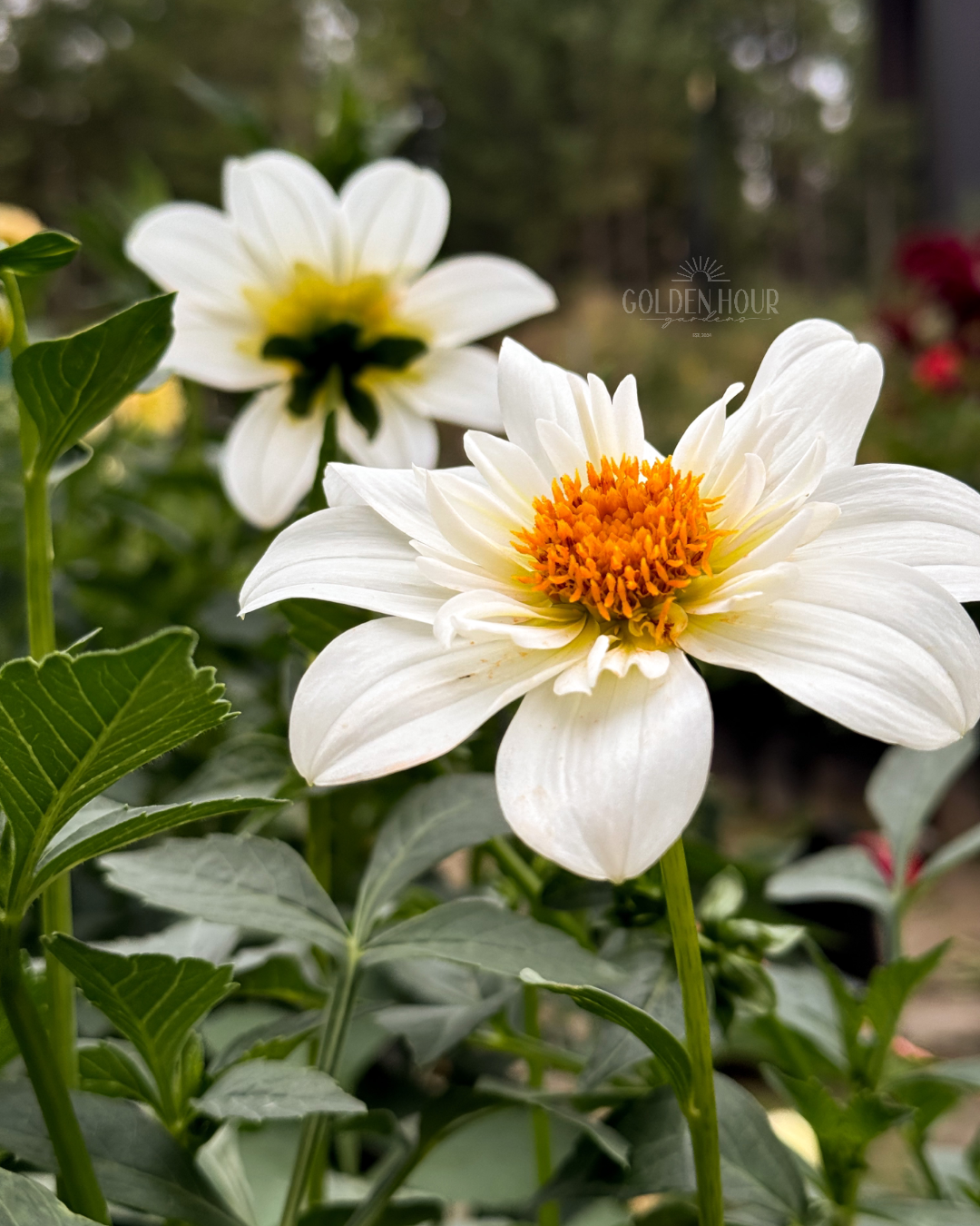 Alpen Cherub Dahlia Tuber, Alpen Cherub Dahlia Bulb, Alpen Cherub Dahlia Flower, Alpen Cherub Dahlia Sale