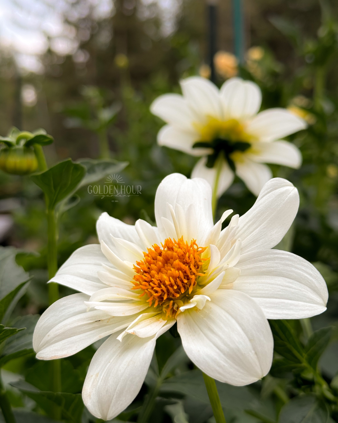 Alpen Cherub Dahlia Tuber, Alpen Cherub Dahlia Bulb, Alpen Cherub Dahlia Flower, Alpen Cherub Dahlia Sale