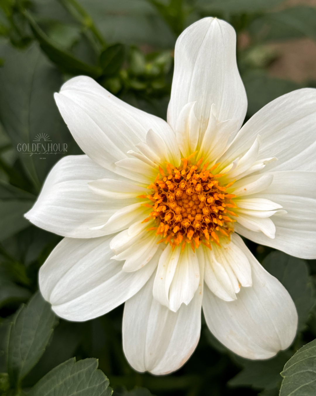Alpen Cherub Dahlia Tuber, Alpen Cherub Dahlia Bulb, Alpen Cherub Dahlia Flower, Alpen Cherub Dahlia Sale