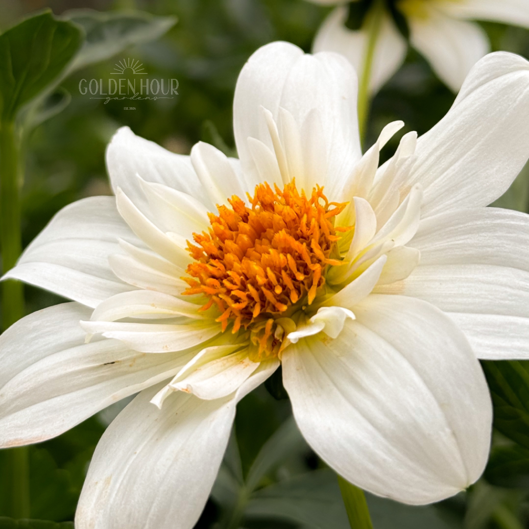 Alpen Cherub Dahlia Tuber, Alpen Cherub Dahlia Bulb, Alpen Cherub Dahlia Flower, Alpen Cherub Dahlia Sale