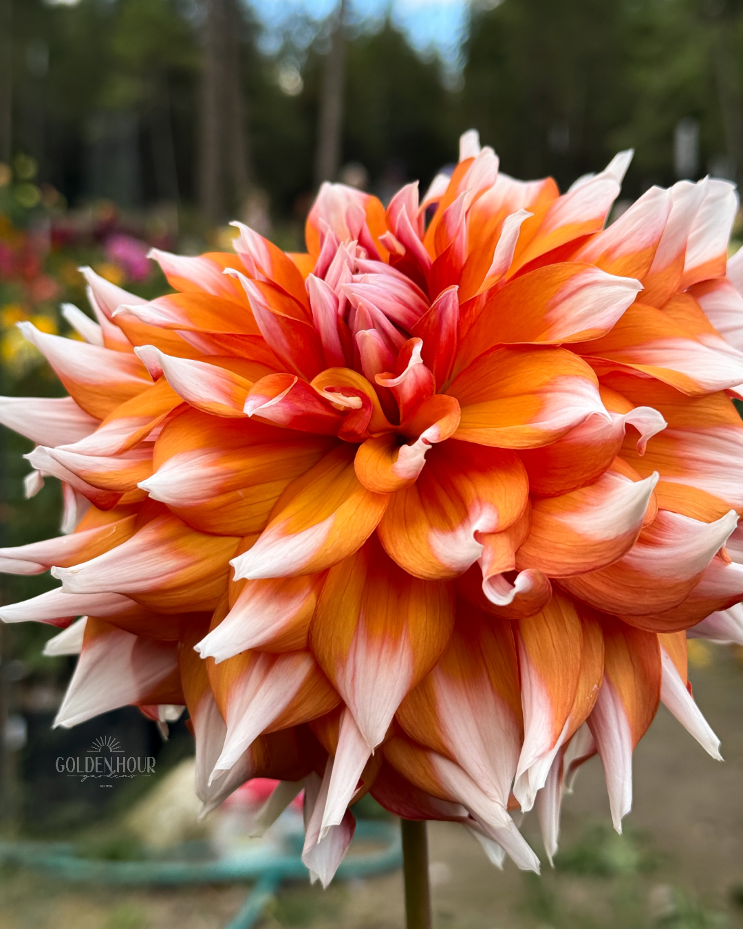 Alpen Parfait Dahlia Tuber, Alpen Parfait Dahlia Flower, Alpen Parfait Dahlia Bulb, Alpen Parfait Dahlia Sale, Alpen Parfait Dahlia