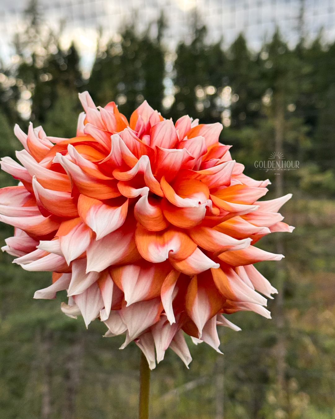 Alpen Parfait Dahlia Tuber, Alpen Parfait Dahlia Flower, Alpen Parfait Dahlia Bulb, Alpen Parfait Dahlia Sale, Alpen Parfait Dahlia