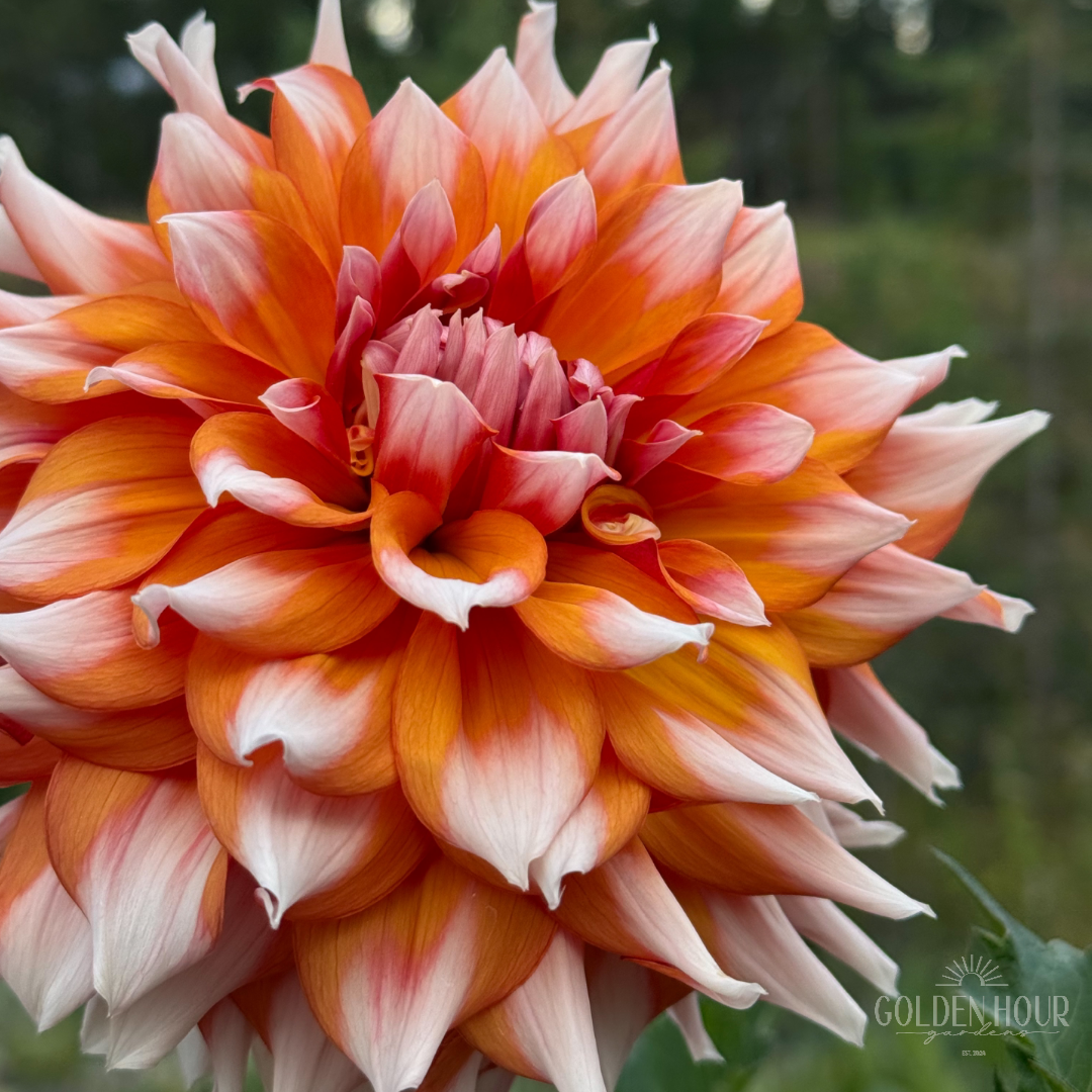 Alpen Parfait Dahlia Tuber, Alpen Parfait Dahlia Flower, Alpen Parfait Dahlia Bulb, Alpen Parfait Dahlia Sale, Alpen Parfait Dahlia