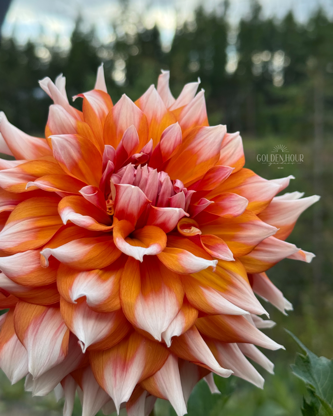 Alpen Parfait Dahlia Tuber, Alpen Parfait Dahlia Flower, Alpen Parfait Dahlia Bulb, Alpen Parfait Dahlia Sale, Alpen Parfait Dahlia