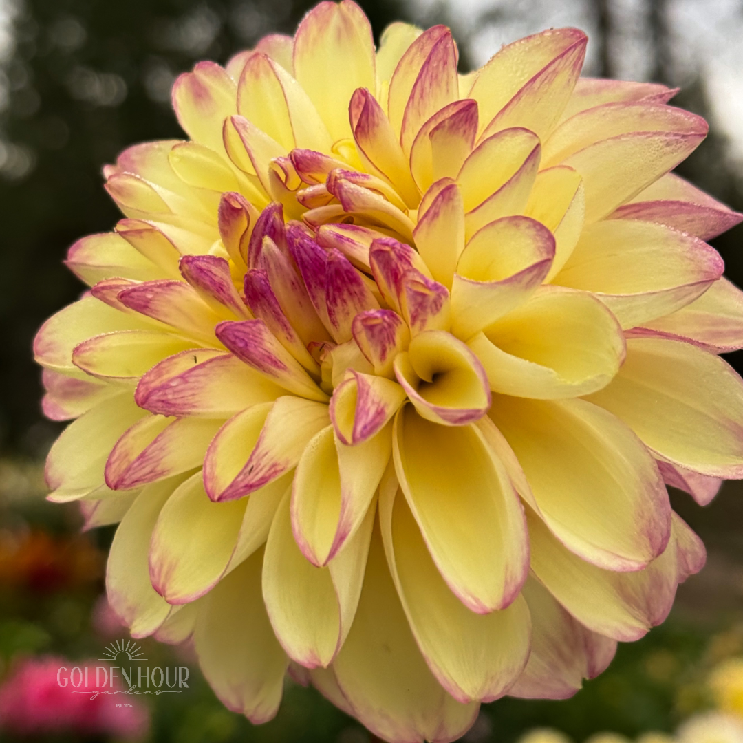 Alpen Sundown Dahlia Tuber, Alpen Sundown Dahlia Bulb, Alpen Sundown Dahlia Flower, Alpen Sundown Dahlia Sale, Alpen Sundown Dahlia