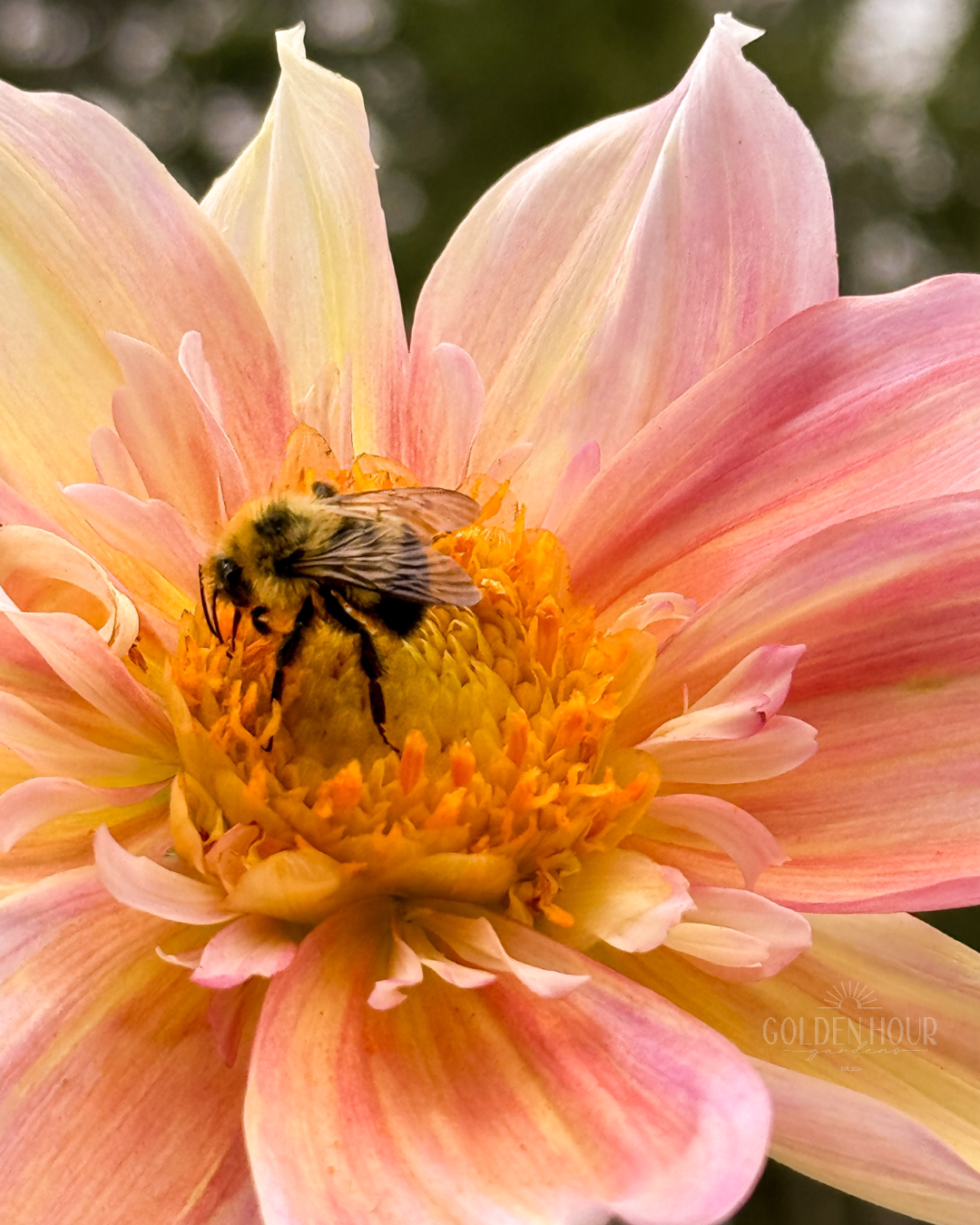 Apple Blossom Dahlia Tuber, Apple Blossom Dahlia Bulb, Apple Blossom Dahlia Flower, Apple Blossom Dahlia Bloom