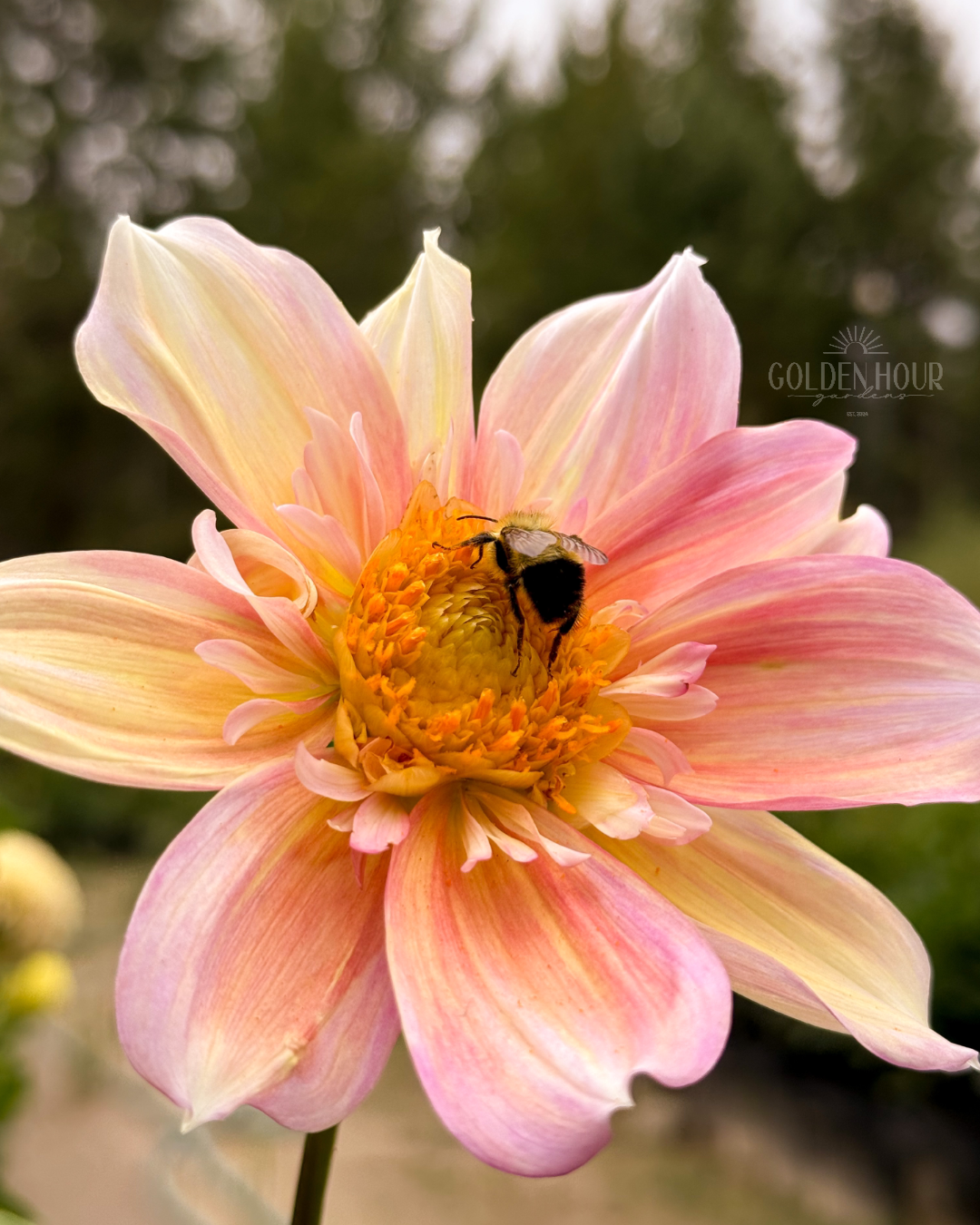 Apple Blossom Dahlia Tuber, Apple Blossom Dahlia Bulb, Apple Blossom Dahlia Flower, Apple Blossom Dahlia Bloom