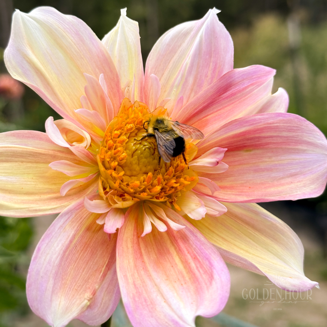 Apple Blossom Dahlia Tuber, Apple Blossom Dahlia Bulb, Apple Blossom Dahlia Flower, Apple Blossom Dahlia Bloom