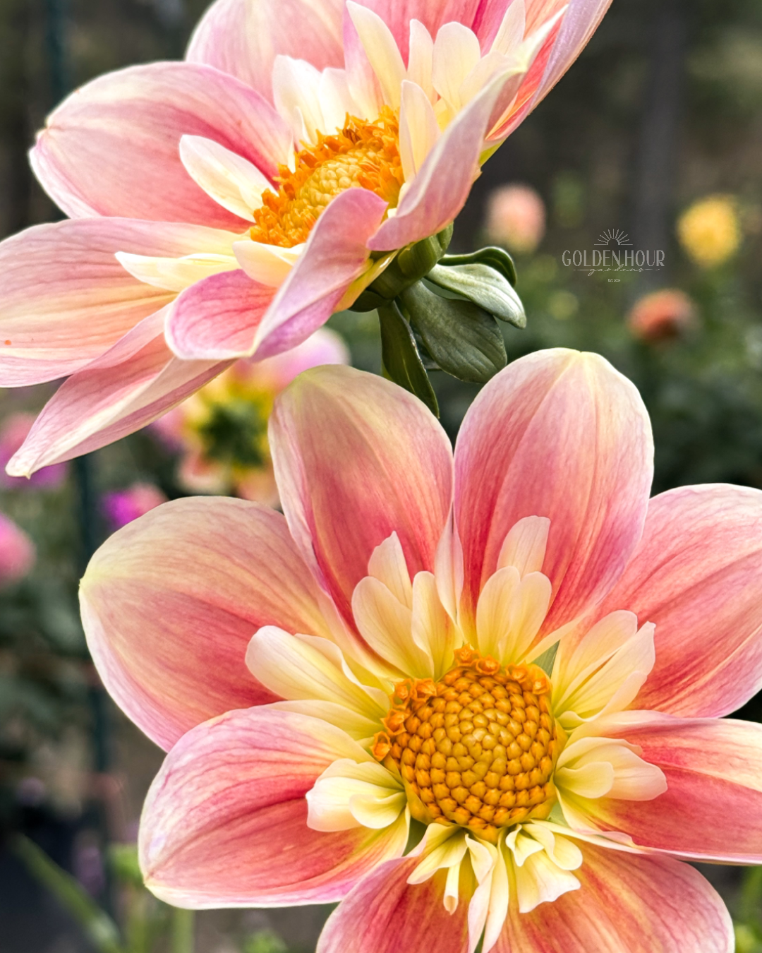April Heather Dahlia Tuber, April Heather Dahlia Bulb, April Heather Dahlia Flower, April Heather Dahlia Sale, April Heather Dahlia
