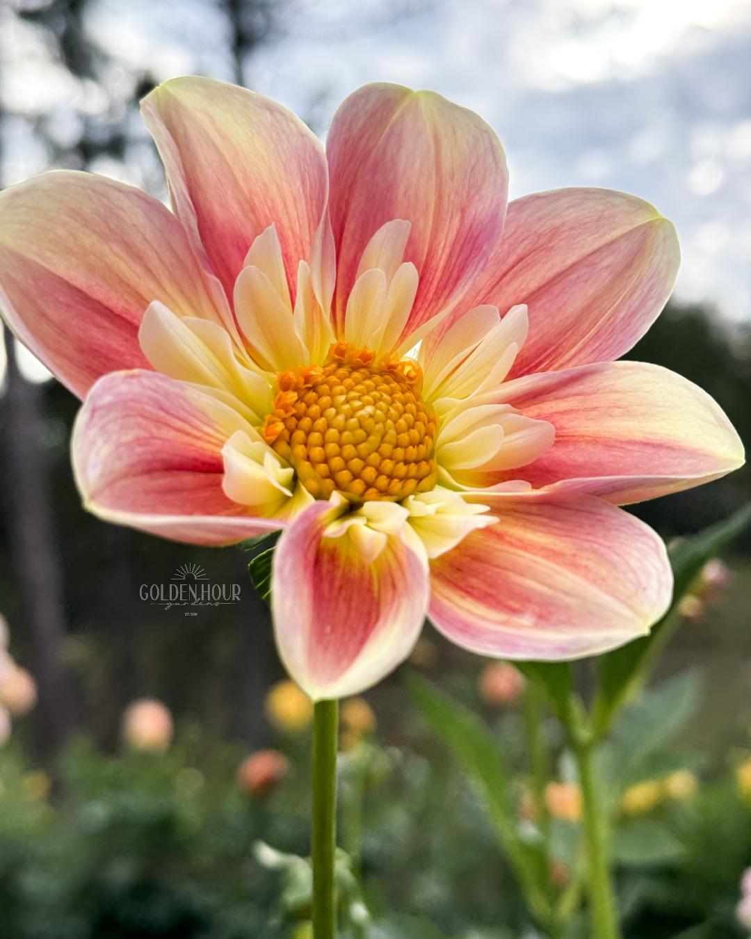 April Heather Dahlia Tuber, April Heather Dahlia Bulb, April Heather Dahlia Flower, April Heather Dahlia Sale, April Heather Dahlia