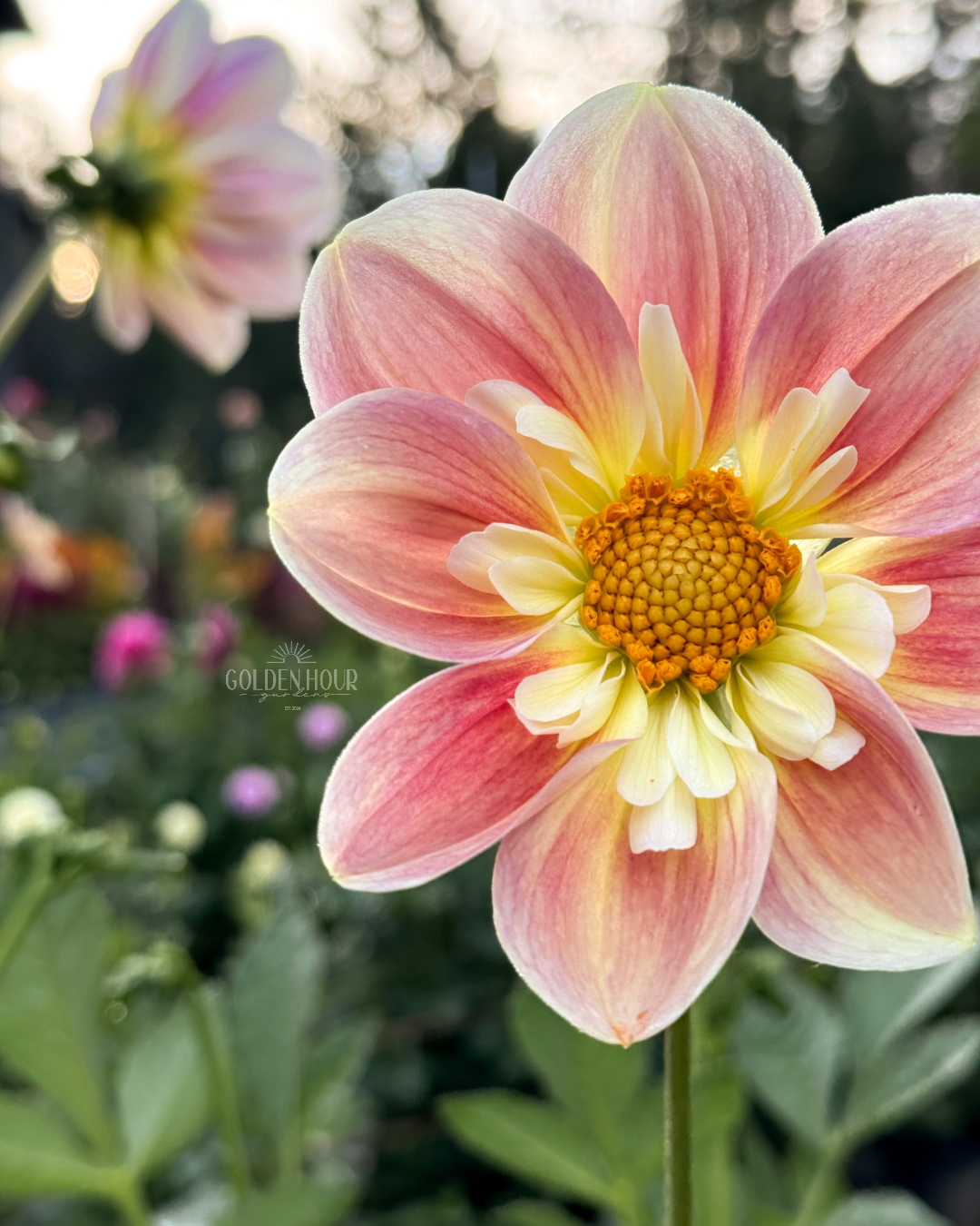 April Heather Dahlia Tuber, April Heather Dahlia Bulb, April Heather Dahlia Flower, April Heather Dahlia Sale, April Heather Dahlia