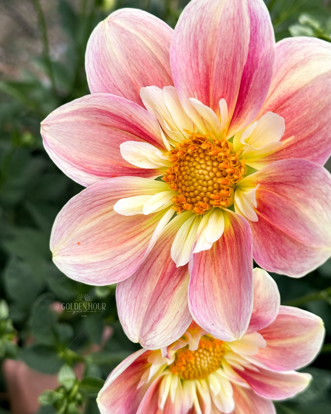 April Heather Dahlia Tuber, April Heather Dahlia Bulb, April Heather Dahlia Flower, April Heather Dahlia Sale, April Heather Dahlia