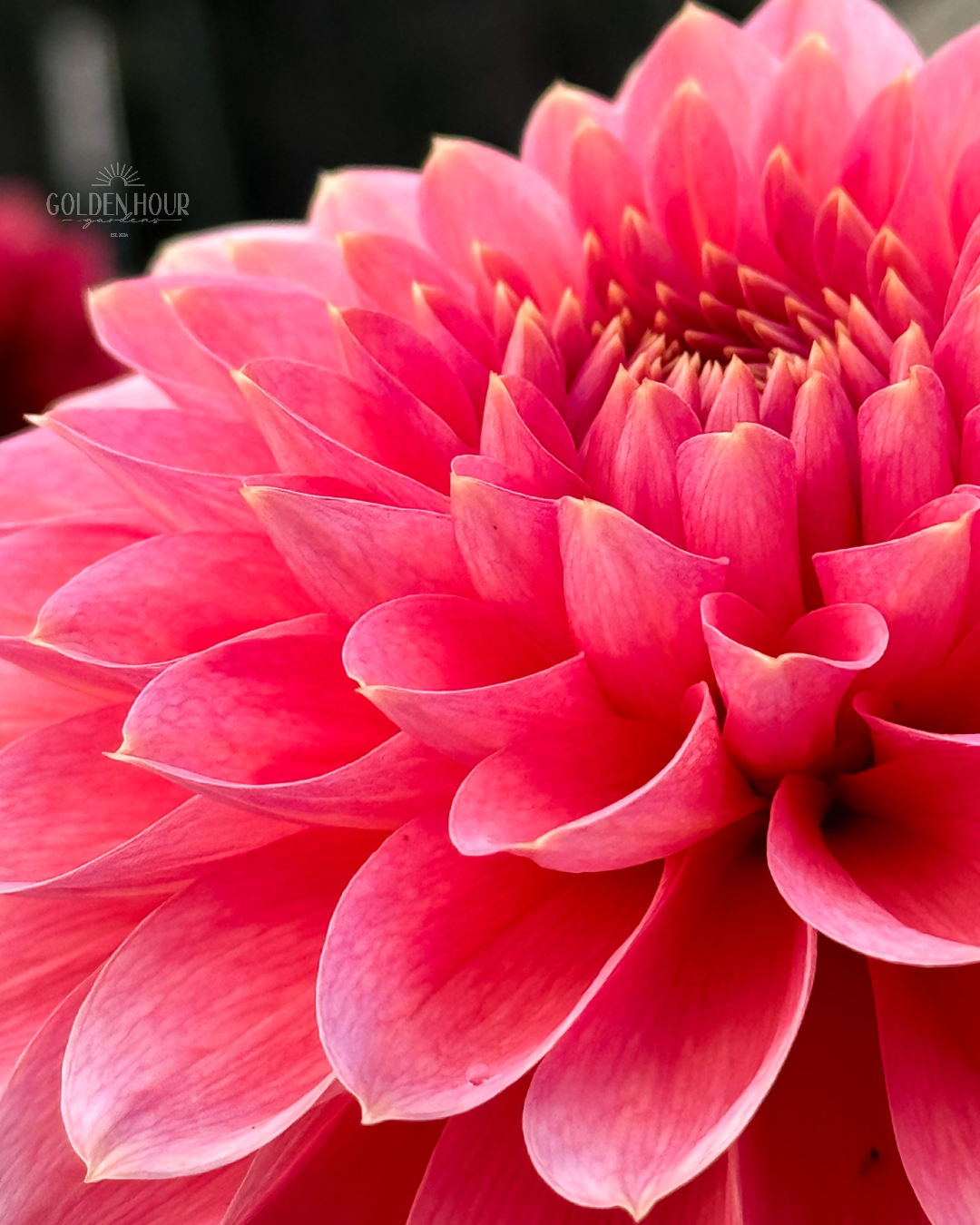 Askwith Minnie Dahlia Tuber, Askwith Minnie Dahlia Bulb, Askwith Minnie Dahlia Flower, Askwith Minnie Dahlia Sale