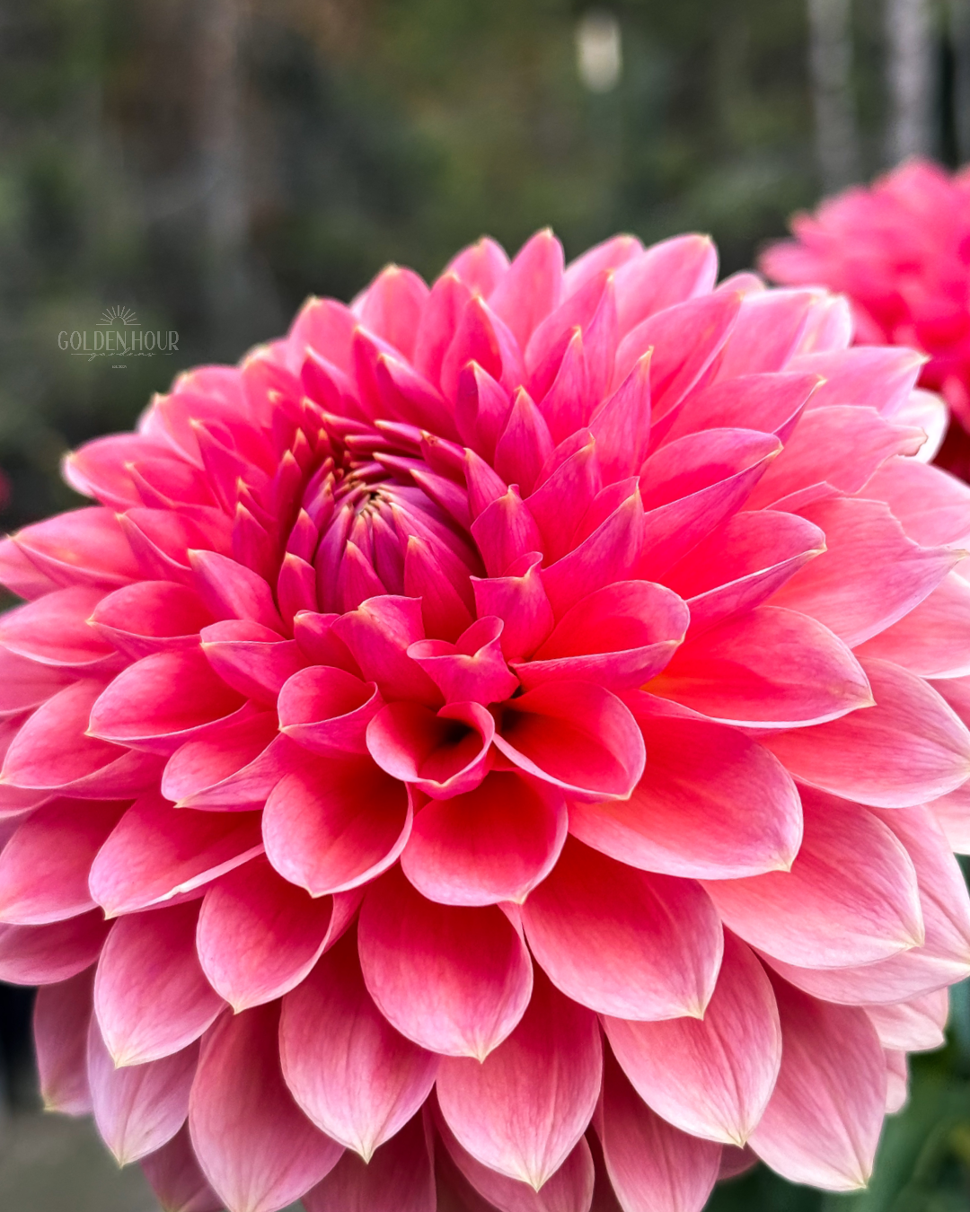 Askwith Minnie Dahlia Tuber, Askwith Minnie Dahlia Bulb, Askwith Minnie Dahlia Flower, Askwith Minnie Dahlia Sale