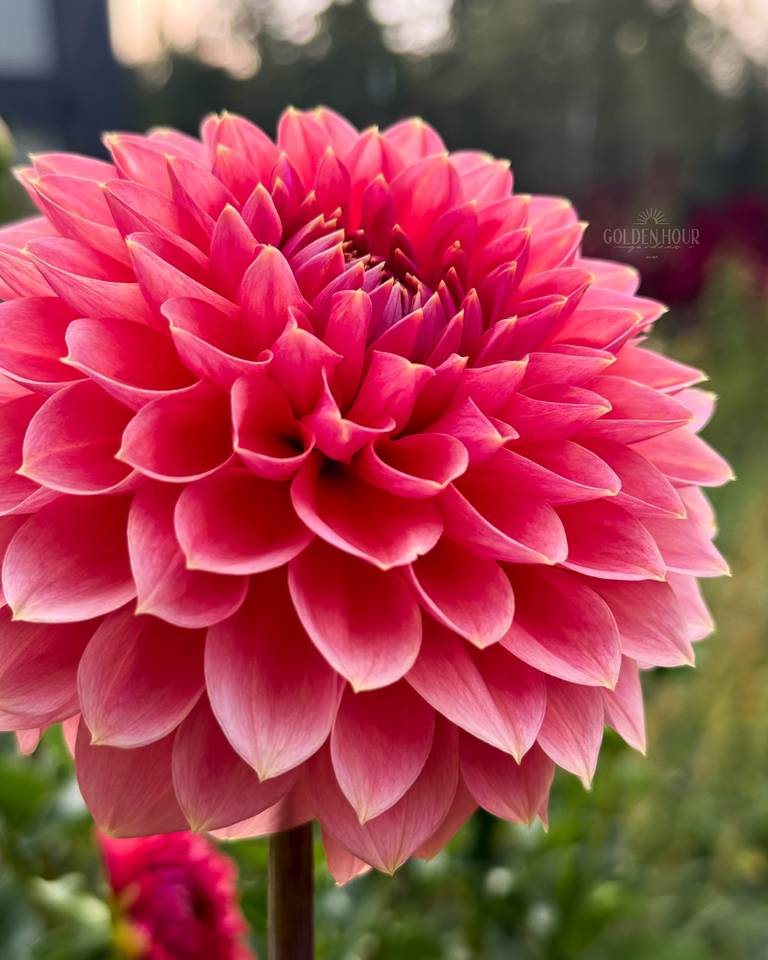 Askwith Minnie Dahlia Tuber, Askwith Minnie Dahlia Bulb, Askwith Minnie Dahlia Flower, Askwith Minnie Dahlia Sale