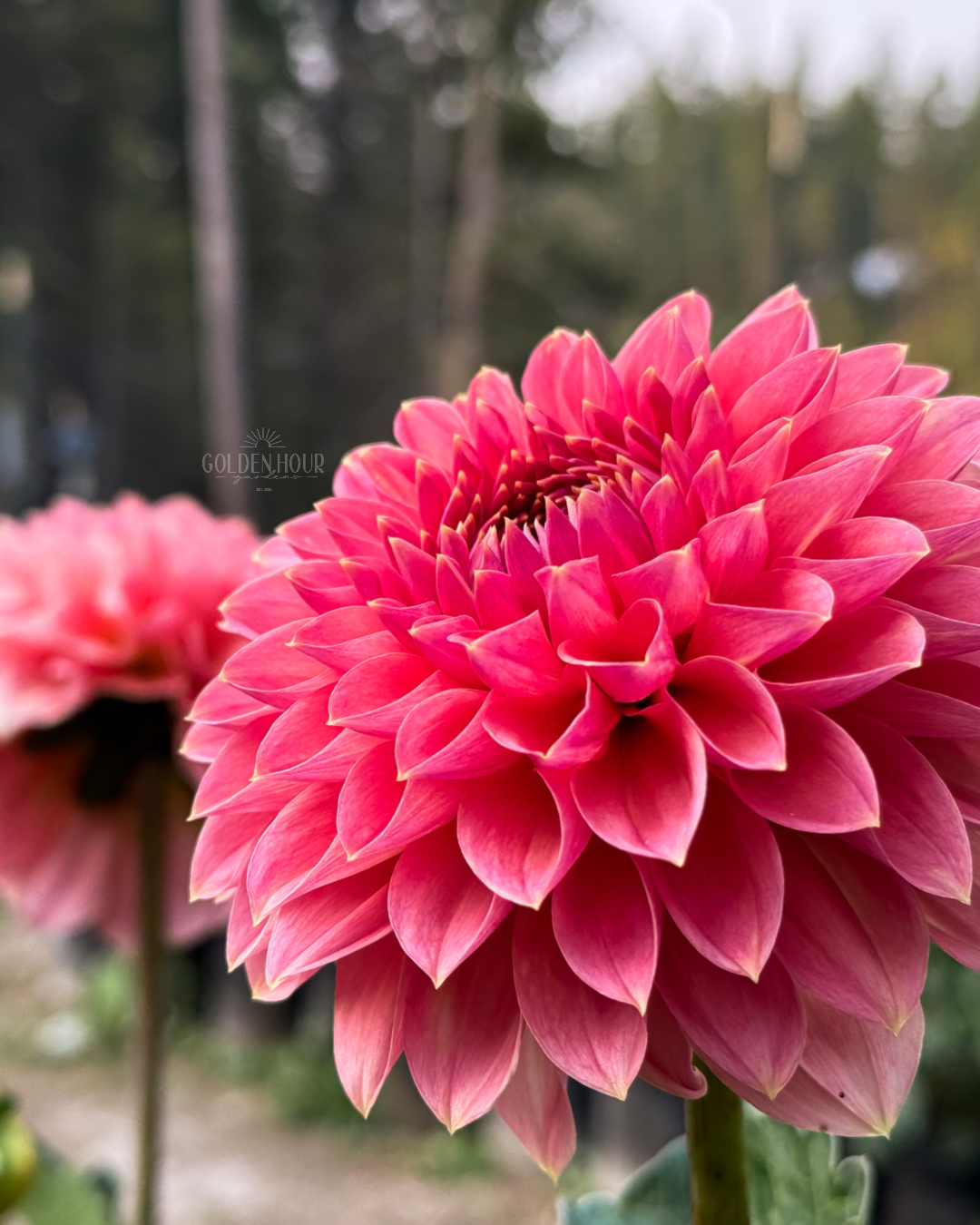 Askwith Minnie Dahlia Tuber, Askwith Minnie Dahlia Bulb, Askwith Minnie Dahlia Flower, Askwith Minnie Dahlia Sale