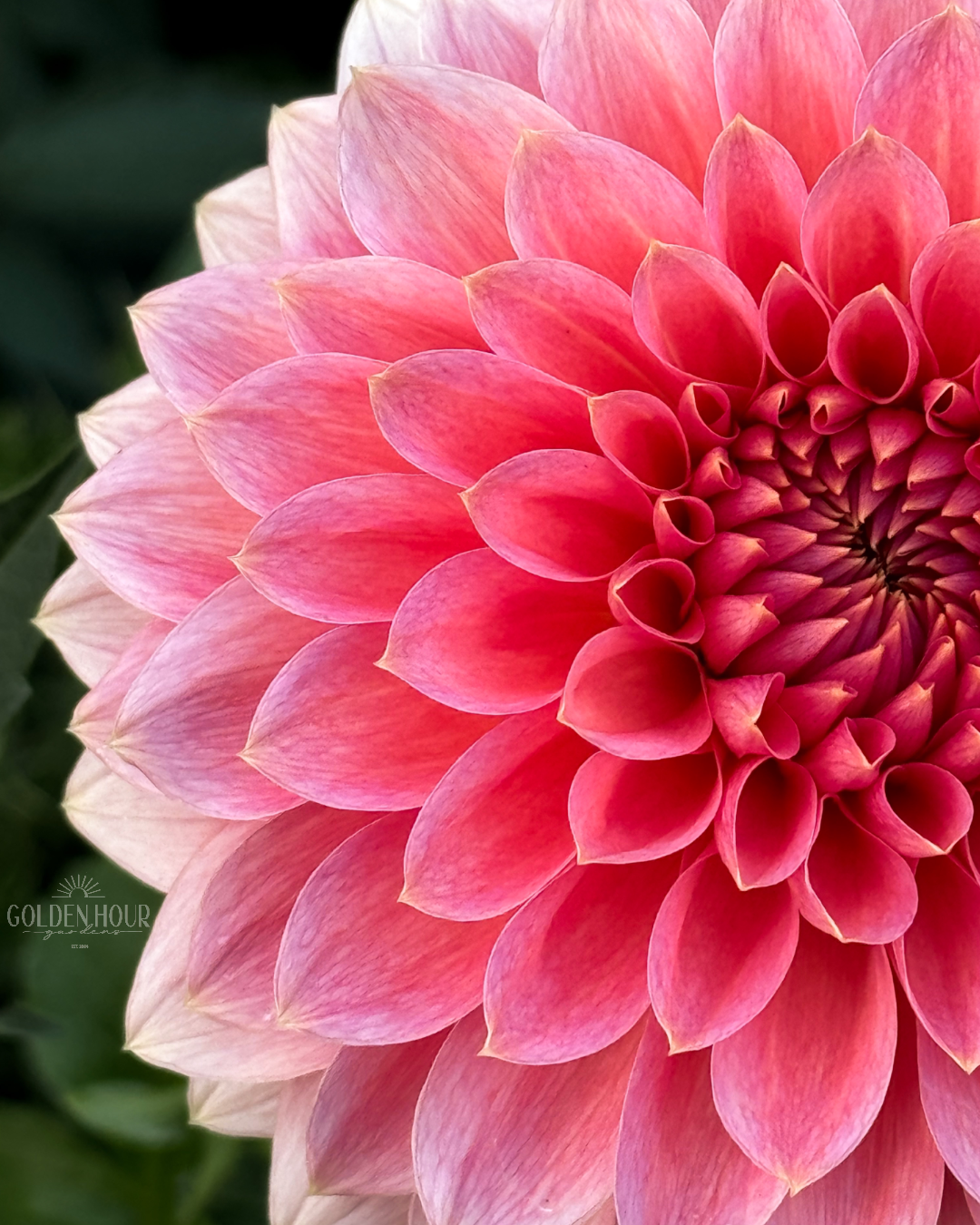 Askwith Minnie Dahlia Tuber, Askwith Minnie Dahlia Bulb, Askwith Minnie Dahlia Flower, Askwith Minnie Dahlia Sale