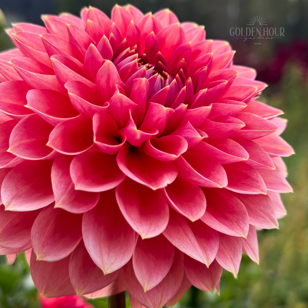 Askwith Minnie Dahlia Tuber, Askwith Minnie Dahlia Bulb, Askwith Minnie Dahlia Flower, Askwith Minnie Dahlia Sale