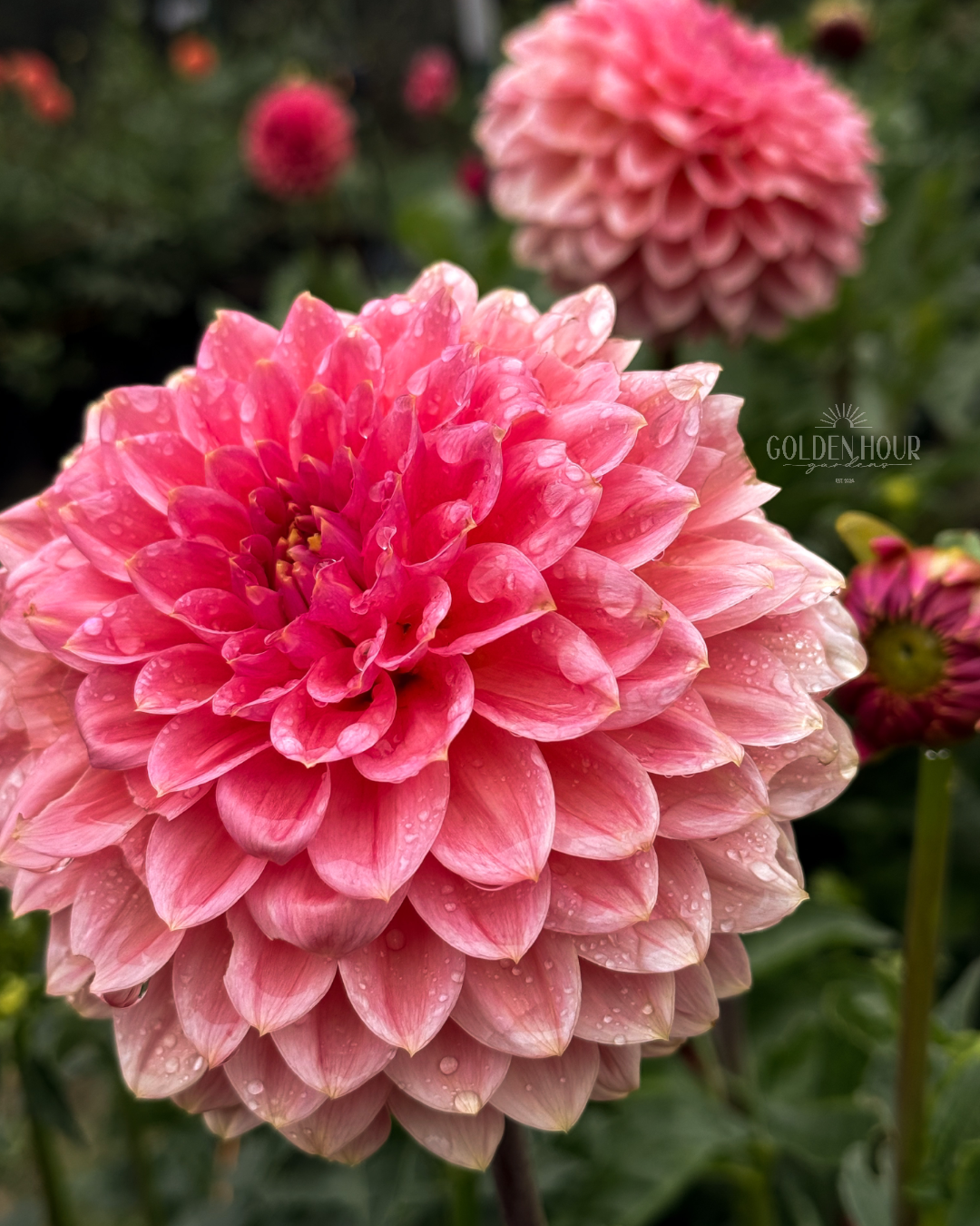 Askwith Minnie Dahlia Tuber, Askwith Minnie Dahlia Bulb, Askwith Minnie Dahlia Flower, Askwith Minnie Dahlia Sale