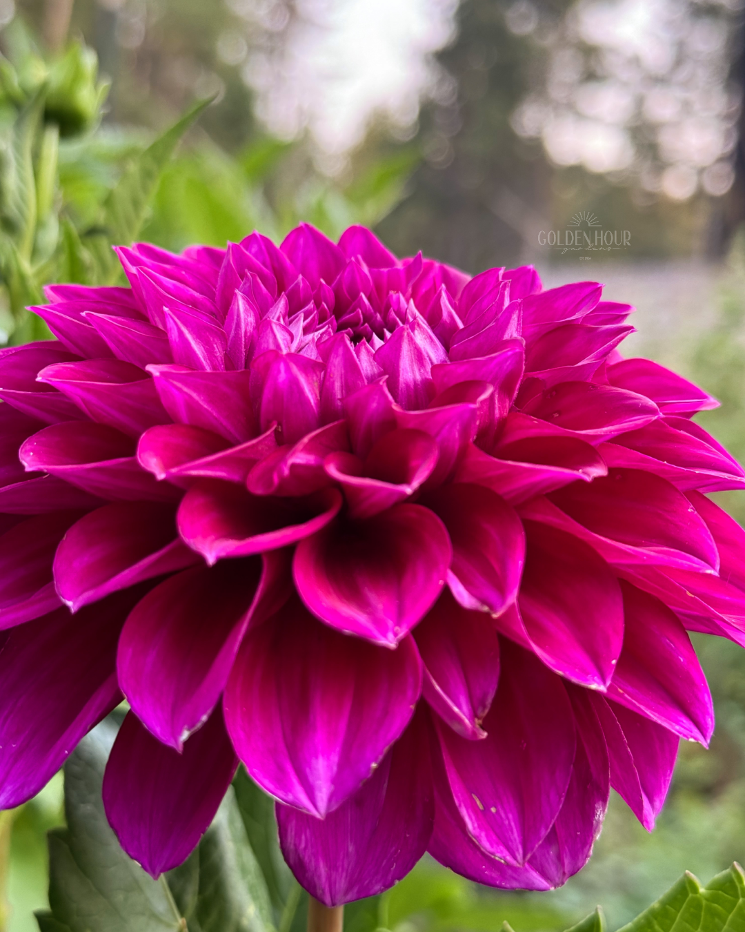 Beets Me Dahlia Tuber, Beets Me Dahlia Bulb, Beets Me Dahlia Flower, Beets Me Dahlia Sale