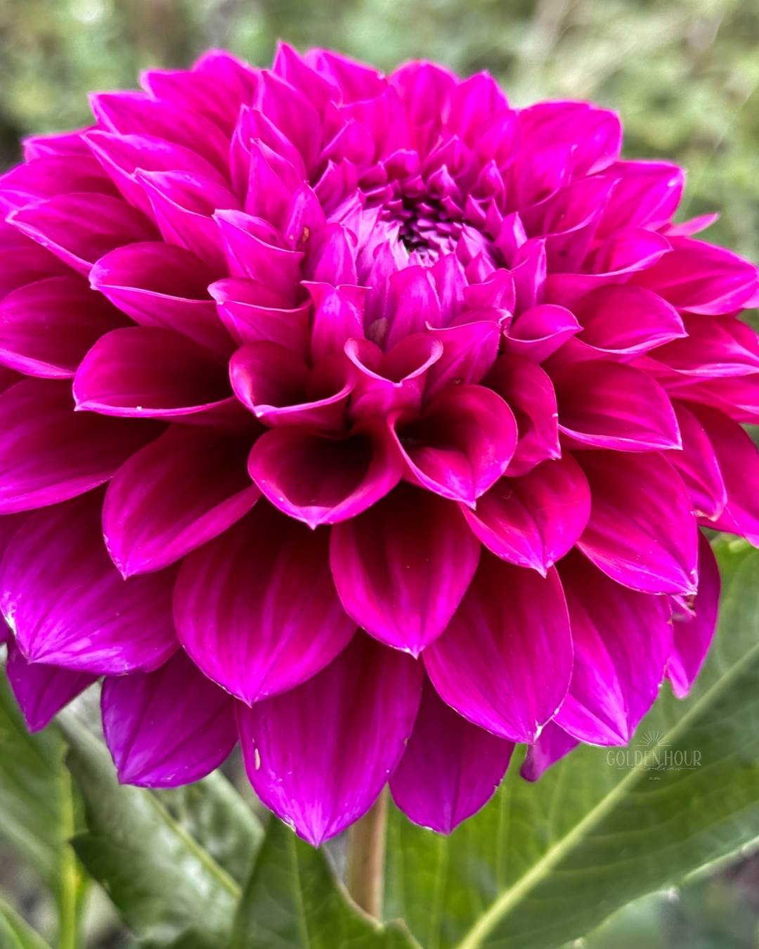 Beets Me Dahlia Tuber, Beets Me Dahlia Bulb, Beets Me Dahlia Flower, Beets Me Dahlia Sale