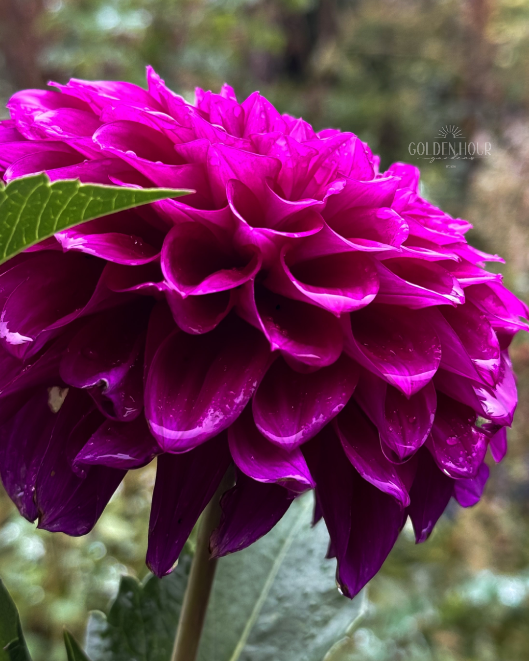 Beets Me Dahlia Tuber, Beets Me Dahlia Bulb, Beets Me Dahlia Flower, Beets Me Dahlia Sale