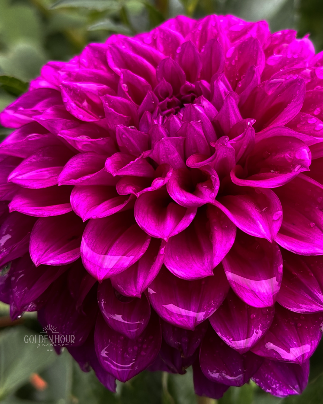 Beets Me Dahlia Tuber, Beets Me Dahlia Bulb, Beets Me Dahlia Flower, Beets Me Dahlia Sale