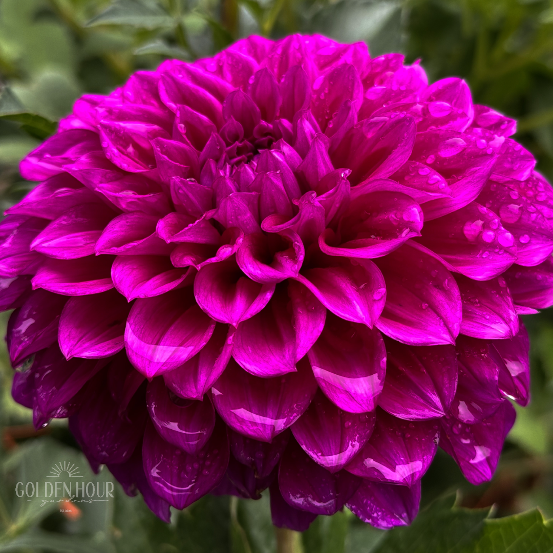 Beets Me Dahlia Tuber, Beets Me Dahlia Bulb, Beets Me Dahlia Flower, Beets Me Dahlia Sale