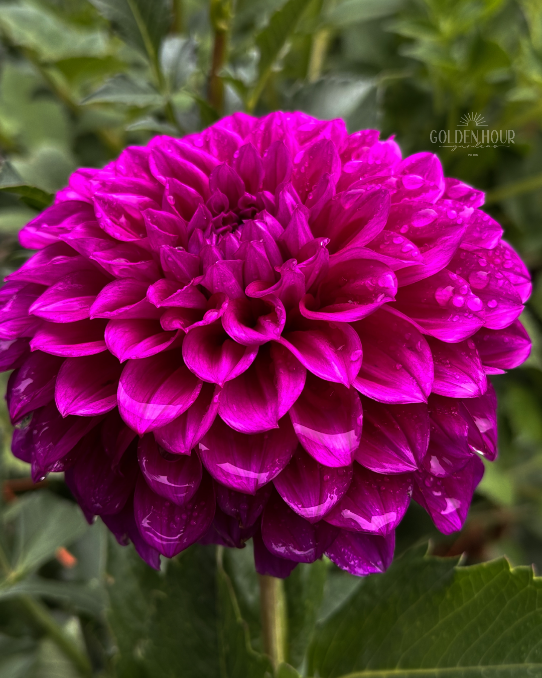 Beets Me Dahlia Tuber, Beets Me Dahlia Bulb, Beets Me Dahlia Flower, Beets Me Dahlia Sale