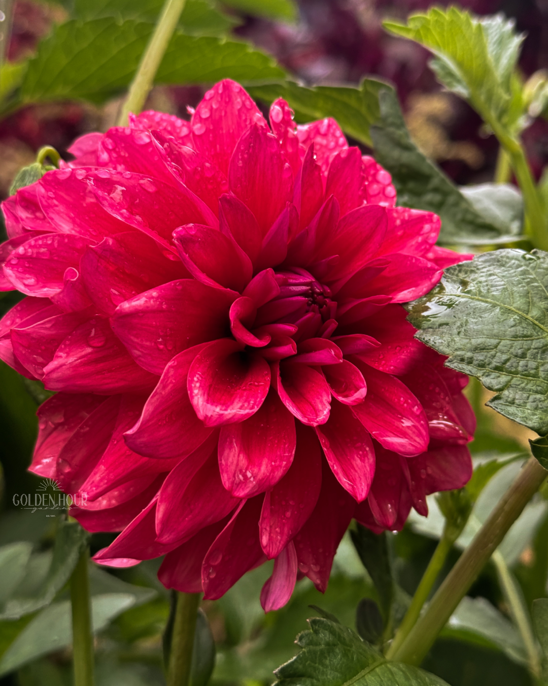 Bella Raimi Dahlia Tuber, Bella Raimi Dahlia Bulb, Bella Raimi Dahlia Flower, Bella Raimi Dahlia Sale, Bella Raimi Dahlia